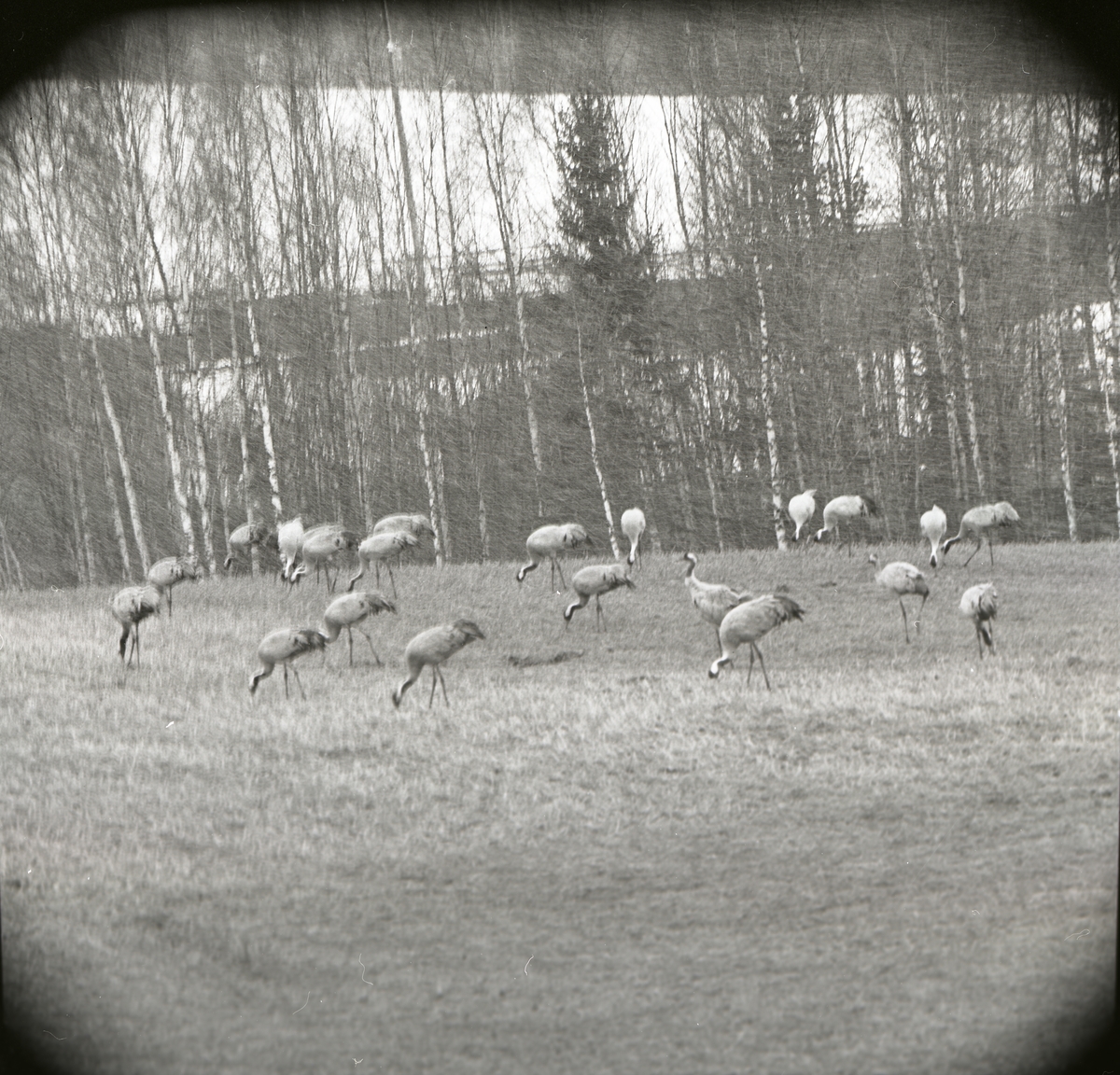 En flock tranor har samlats på en åker intill en skog, 17 april 1967.