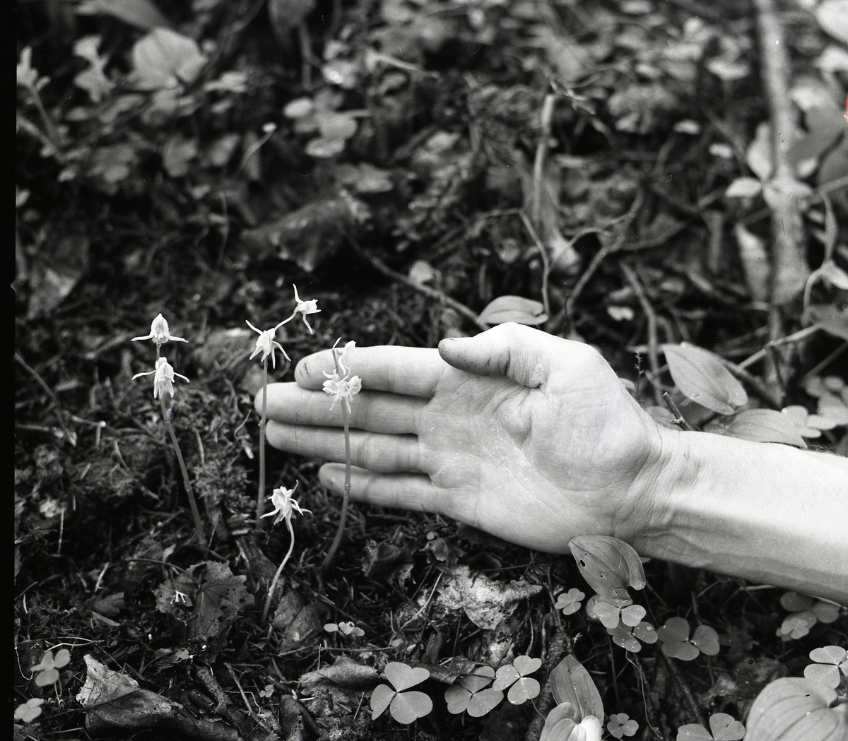 Sällsynt orkidé, Skogsfrun, med hand bakom som stöd. Lindefallet 5 augusti 1956.