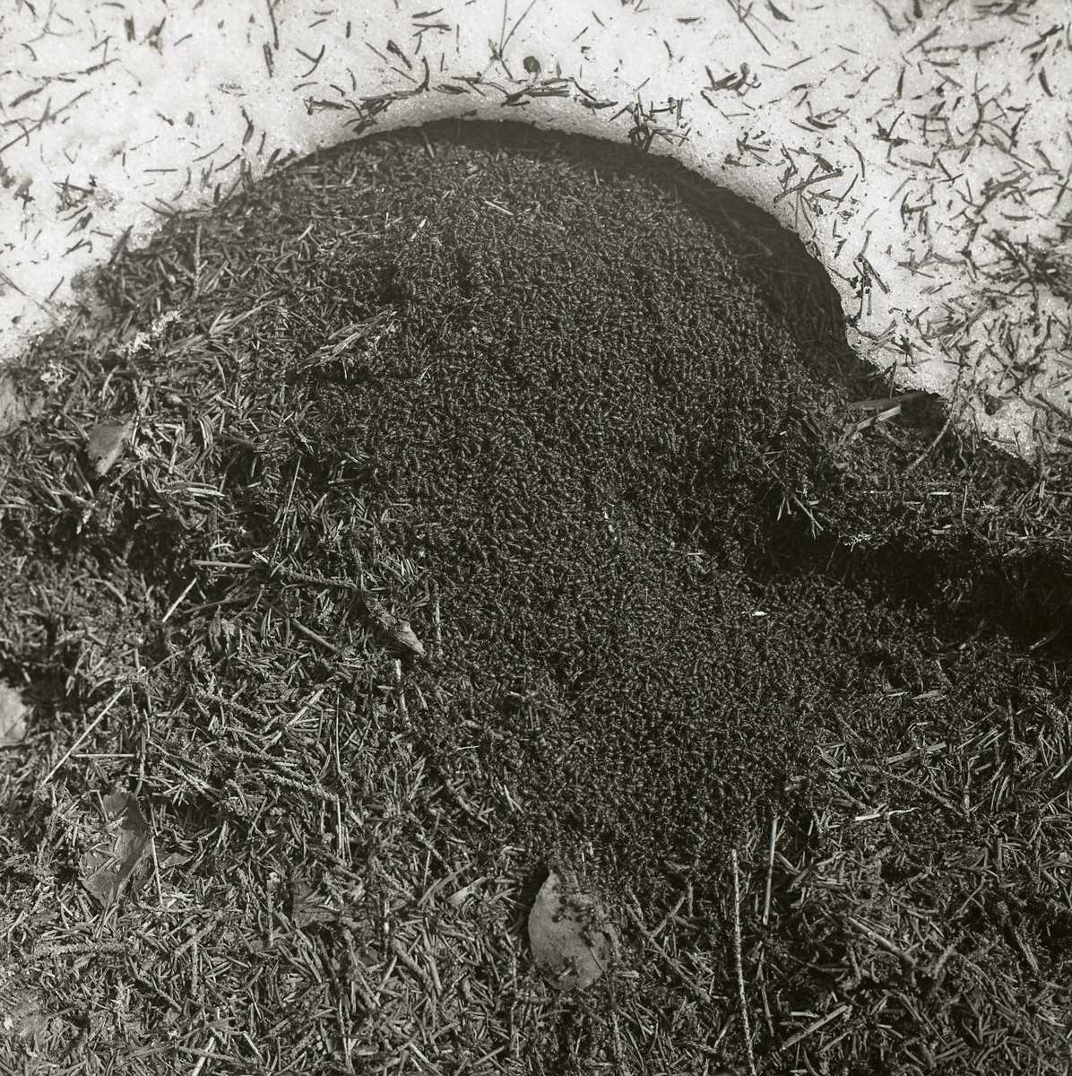 Myrorna värmer sig i solen, våren 1966.