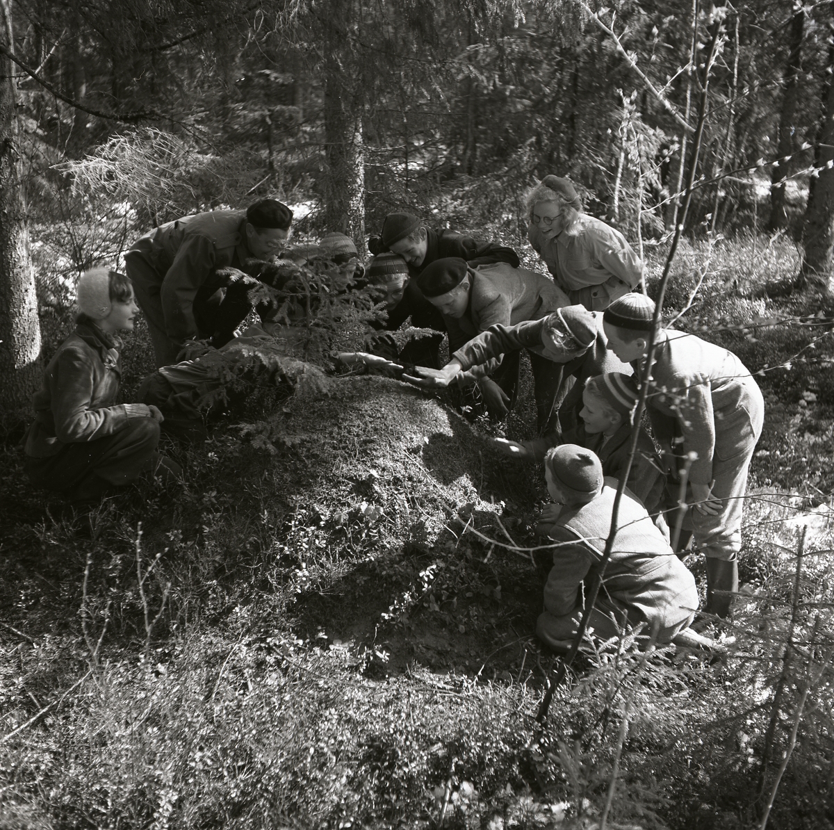 En grupp vuxna och barn studerar myrstack i Simeå, 15 maj 1952.