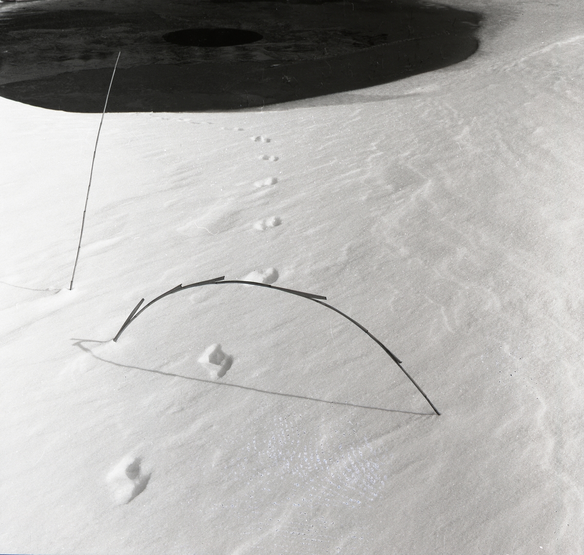 Djurspår i snön och ett grässtrå ritar en skugga på snön.