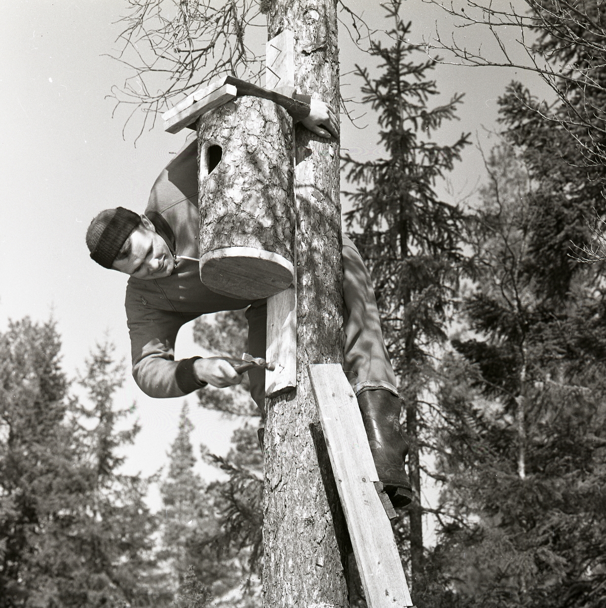 En man står på en stege lutad mot ett träd och spikar fast en fågelholk, Skidtjärn den 10 april 1960.