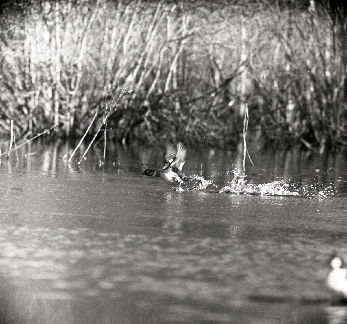 En knipa startar en flygning från vattenytan. Vatten runt fågels vingar skvätter, 19-23 april 1960.