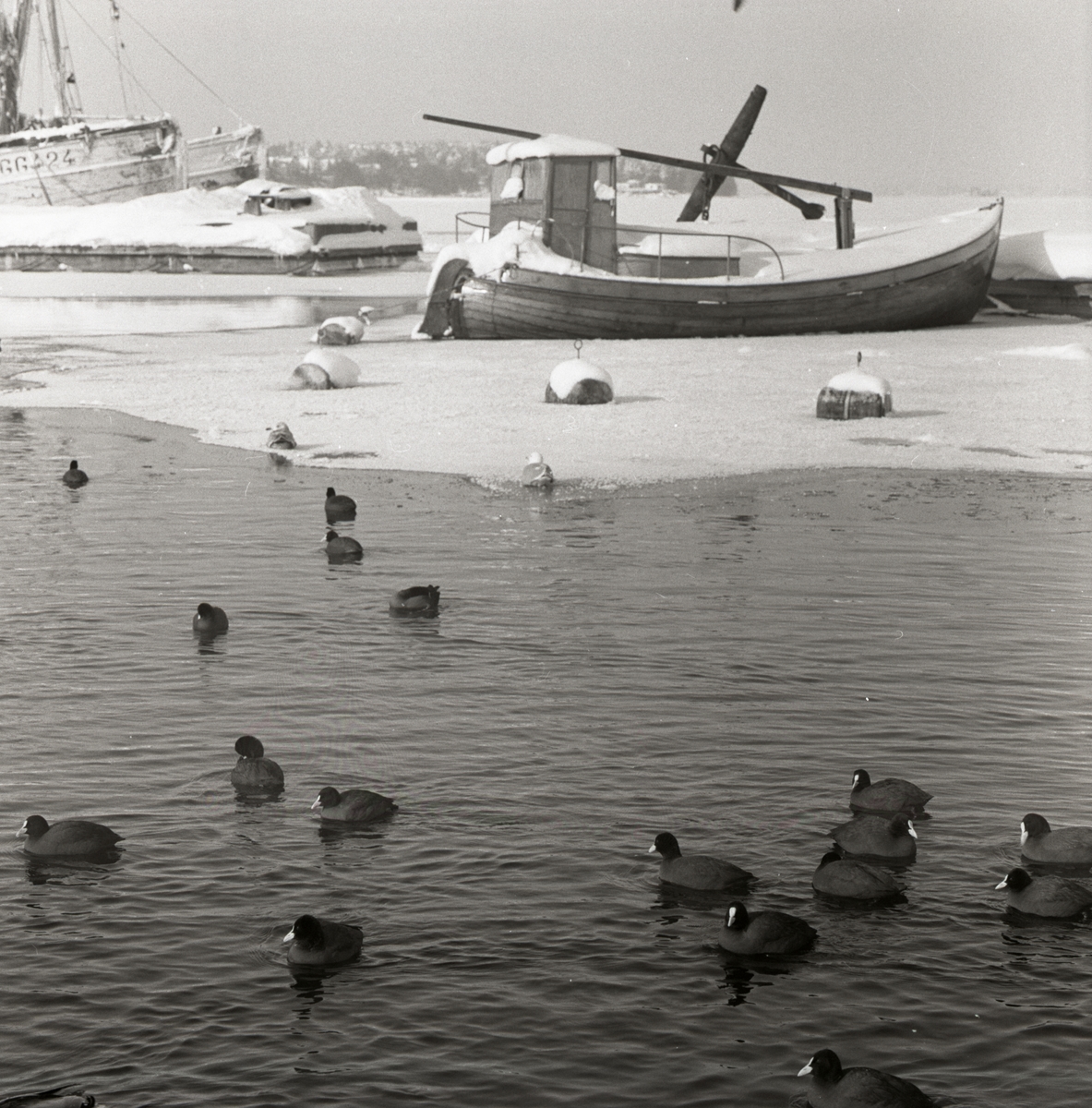 Sothöns och några andra fåglar ligger i vattnet och på isen intill några förtöjda båtar i Västervik, februari 1958