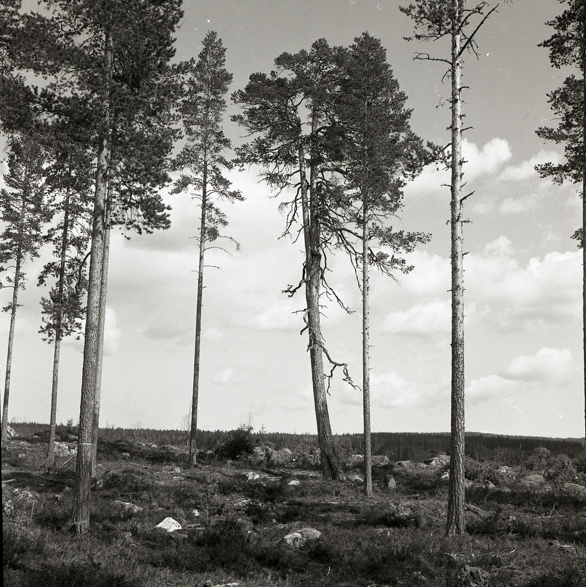Några vraktallar står vid Storsjön i Trönö, 29 april 1976.