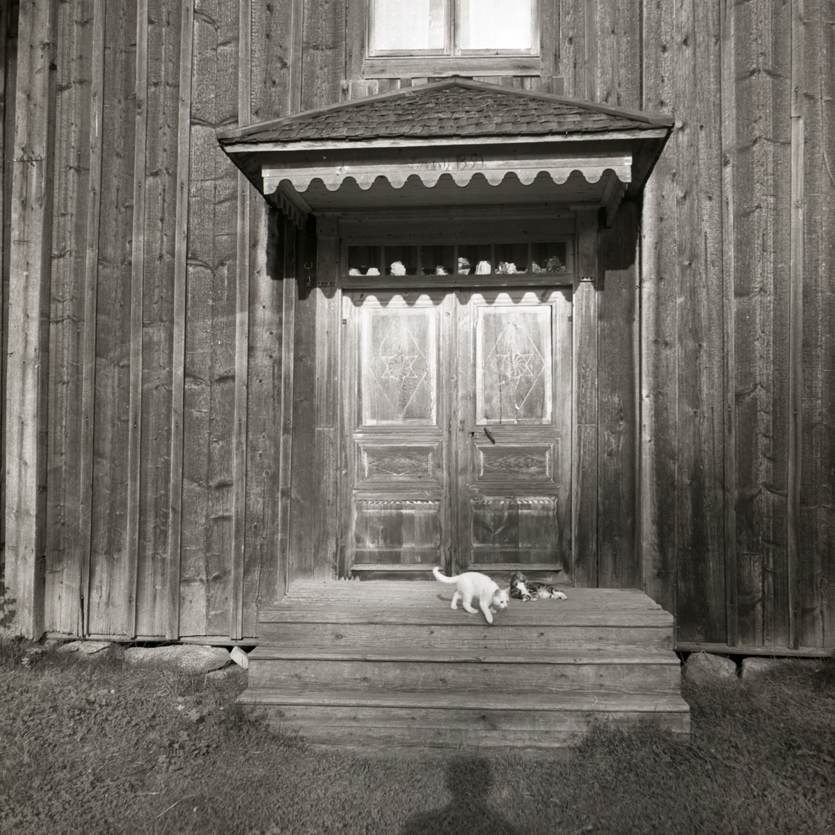 Under ett förtak ligger två kattungar på en trappa och solar vid hembygdsgården i Rengsjö, 1950.