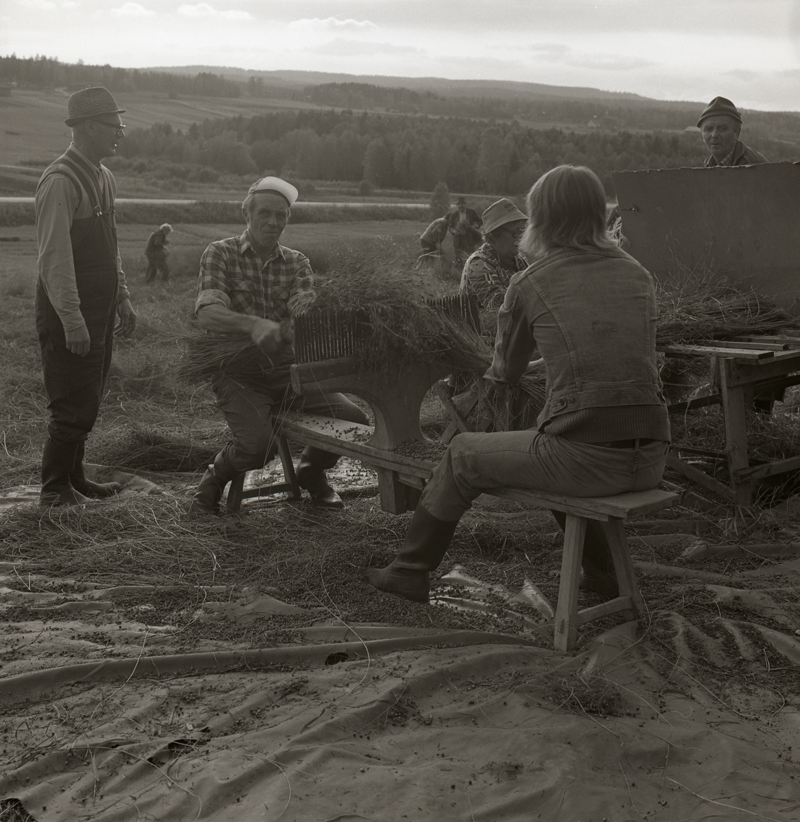 En grupp människor arbetar med att häckla lin under en septemberdag 1974. I bakgrunden syns människor som arbetar med att riva lin.
