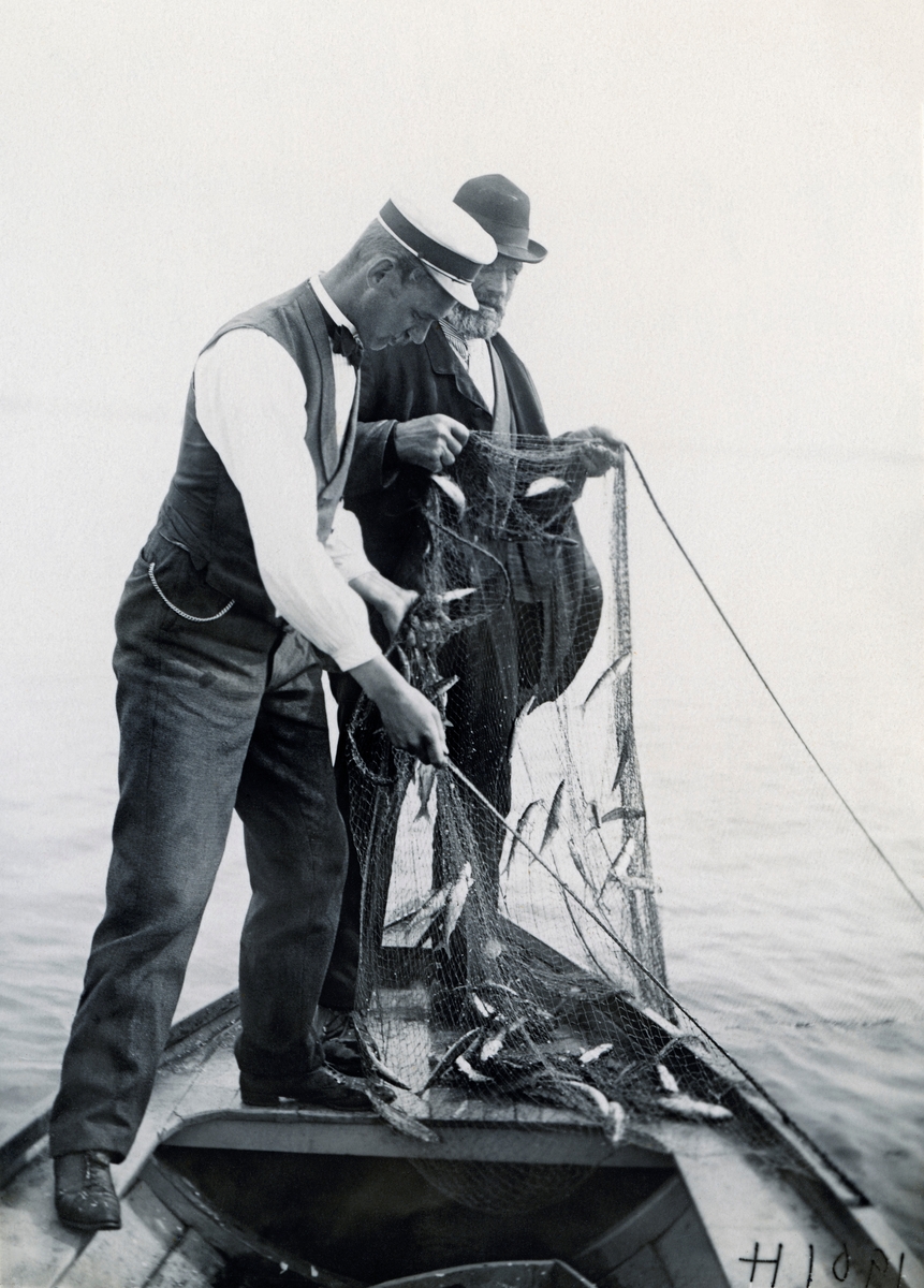 Fra ferskvannsbiologen Hartvig Huitfeldt-Kaas (1867-1941) forsøksfiske etter lågåsild (Coregonus albula) i Mjøsa i 1901. I boka «Mjøsens fisker og fiskerier» (1917) beskriver Huitfeldt-Kaas det besværlige forsøksfisket han satte i gang for å finne ut mer om lågåsidas biologi slik: 

«Da lagesilden i sin optræden i sommermaanederne er meget uberegnelig og fiskeriet efter den derfor er meget hasardiøst, fandt jeg det meget ønskelig at faa utført nogen fiskeforsøk efter denne fiskesort for om m,ulig at faa utredet nogen av de mystiske forhold ved dens optræden, idet jeg jeg haabet at resultaterne kunne bli til nytte for det praktiske fiske.

Mit første forsøk gik ut paa at drive fangst paa de store masser lagesild som hyppig saaes gaa i stimer i overflaten. I den anledning satte jeg 8 almindelige lagesildbundgarn paa fløt ved at øke korkmængden, og i juli-august 1900 gjorde jeg saa en række forsøk med disse improviserte flytegarn, idet jeg bandt alle garnene sammen til en lænke som jeg saa fortøiet til at begynde med i den ene ende ved hjælp av en dræg paa de pladser, hvor lagesildstimene hyppigst var at se. Resultatet var meget daarlig. Kun 2 ganger fik jeg nogen faa lagesild, alle de øvrige gange ikke en eneste fisk. Dertil kom at dette fiske genertes i høi grad av strøm og vind. Enten slet hele garnlænken sig i vind og drev milevidt bort – jeg fik den dog altid igjen, men oftest i sørlig forfatning – eller strømmen trak den sammen i en næsten uløselig vase. At forankre den i begge ender viste sig næsten endnu værre, da presset av vind og strøm da gjerne blev saa sterkt at garnene blev revet tvers over. Jeg opga da dette flytegarnsfiske i overflaten som ganske uhensigtsmæssig.

Aaret efter lod jeg saa forfærdige 5 meget dyre og lange flytegarn (3 m. dype og 50 m. lange) med almindelig lagesildmaskevidde, 17 mm., med meget tyk og solid over- og undertelne, saaat de kunde taale et meget stekt strømpres. Disse blev saa utsat som flytregarn enten i 1 eller oftest 2 garnlænker, forankret i begge ender og holdt oppe av en række træflærer fæstet med like lange liner til garnenes overtelne. Dybden som garnene udsattes i, var fra 7-60 meter, oftest dog i 10-20 meters dybde (regnet fra overtelnen til vandets overflate), hvilken sidste dybde saa nogenlunde svarte til almindelig dybde for lagesildbundgarn. Dette forsøg faldt betydelig bedre du end det første, men udbyttet var allikevel litet tilfredsstillende og meget mindre end man kunde forlange av almindelig lave bundgarn. Det meste jeg nogengang fik var 20 kg., og den næst beste fangst var 7 kg. lagesild, ofstest var det blot ½ - 1 ½ kg. i garnene og enkelte gange ikke en eneste fisk. Rigtignok maatte jeg esksperimentere paa ganske ubenyttede fangstplasser, allikevel maa dog udnyttet siges at være høist utilfredsstillende. At det ikke var fangstpladsens uheldige valg som medførte de ugunstige resultater, blev klart derav at fangstutbyttet som regel var uten sammenligning meget bedre de faa ganger vi satte garnene paa bunden ikke saa langt fra de samme fangstpladser.»