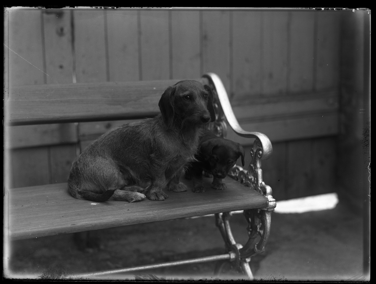 En taxhona och hennes valp fotograferade på en parkbänk vid ett plank. I fotografens anteckningar står det "Ing.[enjör] Bergs hundar..."