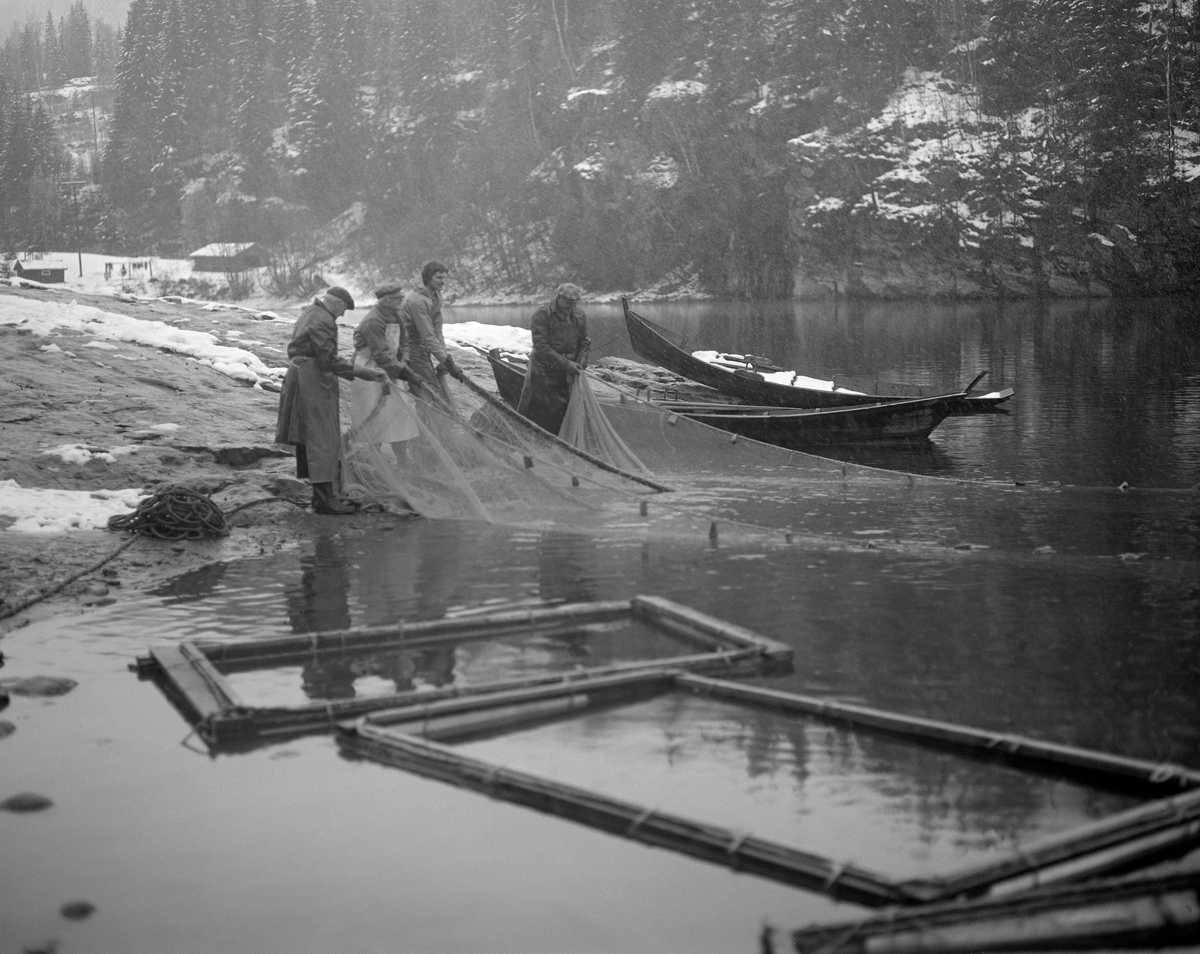 Lågåsildfiske ved Lortvarpet i Fåberg i Oppland høsten 1976.  Fotografiet viser fire fiskere som samarbeidet om å dra ei lågåsildnot mot land.  I bakgrunnen ser vi to åfløyer, en flatbotnet båttype som var markant kuvet i lengderetningen og ble mye brukt i den nedre delen av Gudbrandsdalslågen.  Nota var et bundet innstengingsredskap som her ble rodd ut i ei bue fra en av de nevnte båtene.  Den hadde kraftig tauverk øverst og nederst, henholdsvis «flætennol» og «søkketennol», som var utstyrt med henholdsvis flyteelementer og søkker.  Dermed ble det finmaskete garnet – «bundingen» - stående som en vegg i vannmassene.  Når de fire fiskerne begynte å dra nota mot land igjen ved hjelp av to endetau, var lågåsilda som hadde befunnet seg innenfor kastesona innestengt, og kunne tvinges varsomt inn mot land, der den ble samlet i en sentral del av bundingen og overført til de rektangulære, flytende nettingrammer av den typen vi ser i forgrunnen på dette bildet.  Der fikk silda gå levende inntil det passet fiskerne å ta den på land for ganing.  Til tross for det stille vannspeilet ved Lortvarpet, skal det har vært såpass strøm i elva her at notkastene måtte gjøres forholdsvis raskt.