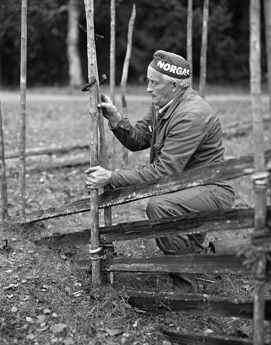 Bjarne Gunnarrud (1915-1999) setter opp skigard rundt skogvokterboligen fra Galten i Engerdal i Norsk Skogbruksmueum.  Bildet ble tatt høsten 1979.  Gunnarrud, som arbeidet som en av flere vaktmester på museet fra 1979 til 1982, var iført arbeidsklær av beavernylon og hadde ei skyggeløs lue med reklame fra en av stedets jernvareforretninger da dette fotografiet ble tatt.  Han var i ferd med å justere et «staurbol», som var en betegnelse på de to om lag mannshøye staurene som ble satt parvis ned i bakken med om lag en meters innbyrdes avstand, som rammeverk for de kløvde skiene av rettvokst smågran som utgjorde sjølve gjerdeveggen.  I dette tilfellet brukte han en hesteskog som «staurklam», et midlertid bindsel som skulle holde staurene i riktig avstand fra hverandre mens gjerdinga pågikk.  Det mer permanente bindselet ble kalt «svei». Svia var lagd av undertrykt smågran med stammediameter på cirka trekvart centimeter.  Sveiemnene skulle helst tas tidlig på våren, for da var smågrana spesielt smidig.  Den skulle likevel helst legges i bløt før den ble bearbeidd og brukt.  Den nedre delen av smågrana som skulle bli svei måtte kvistes.  Deretter ble stammene på sveigemnene «flekket» - kløvd i to deler.  Dette ble gjort ved hjelp av hendene, etter at det var lagd et lite smitt sentralt i endeflata med en kniv eller ei øks.  Deretter ble sveia vridd på staurbolet i et åttetallsmønster, som underlag for de skråttliggende skiene.  I dette tilfellet kan det se ut til at skigarden ble lagd av gamle materialer.