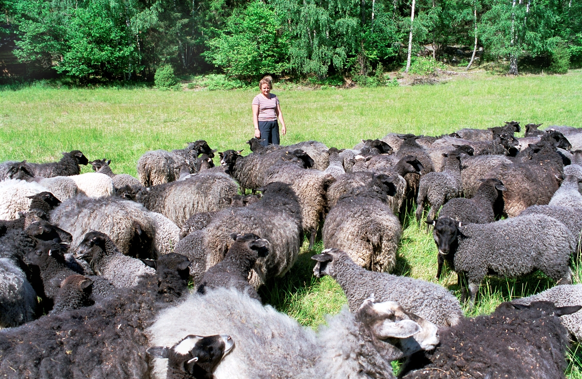 Jordbrukare Lill Schierman med får som betar på olika öar i Hjälmö-Lådna naturområde för att hålla kulturlandskapet öppet, Hjälmö, Värmdö socken, Uppland 2002