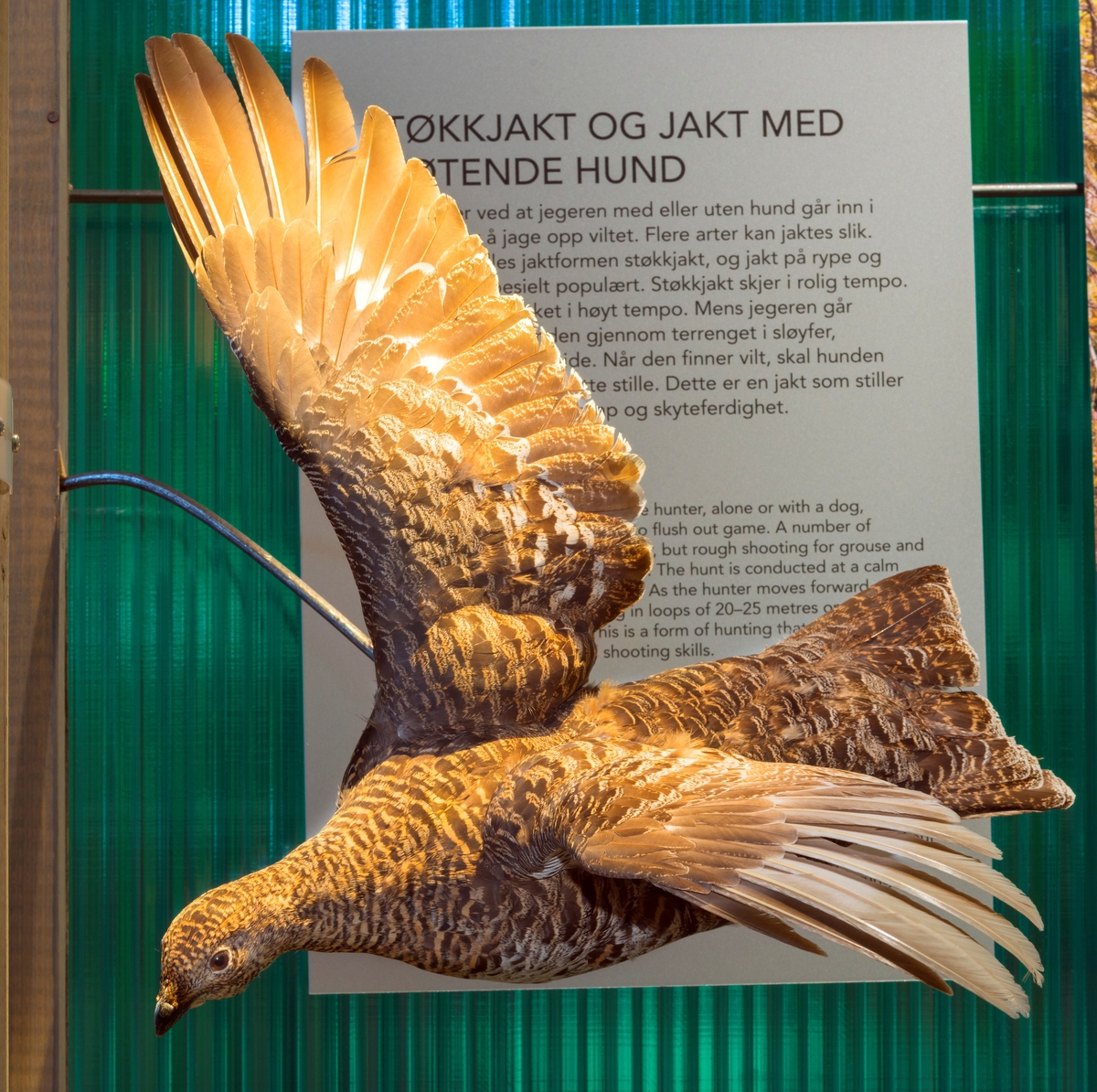 Orrhøne - Anno Norsk skogmuseum / DigitaltMuseum