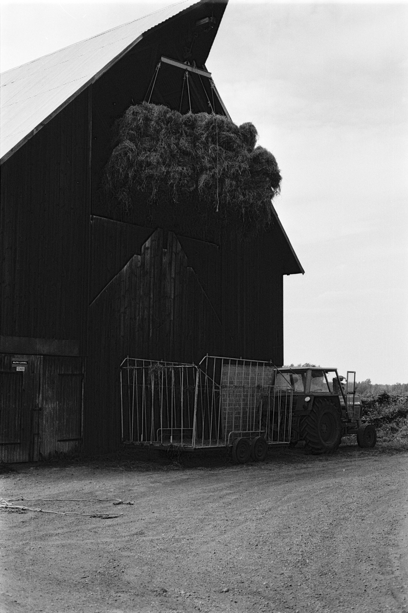 Ett hölass hissas ur hövagnen och upp på logen, Mossbo, Tierps socken, Uppland juni 1981
