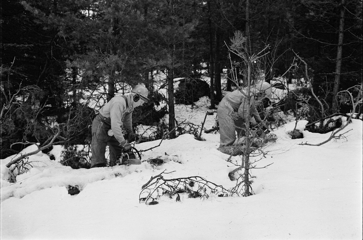 Lantbrukare Bertil Widblad och okänd man arbetar i skogen, Mossbo, Tierps socken, Uppland 1981 - 1982