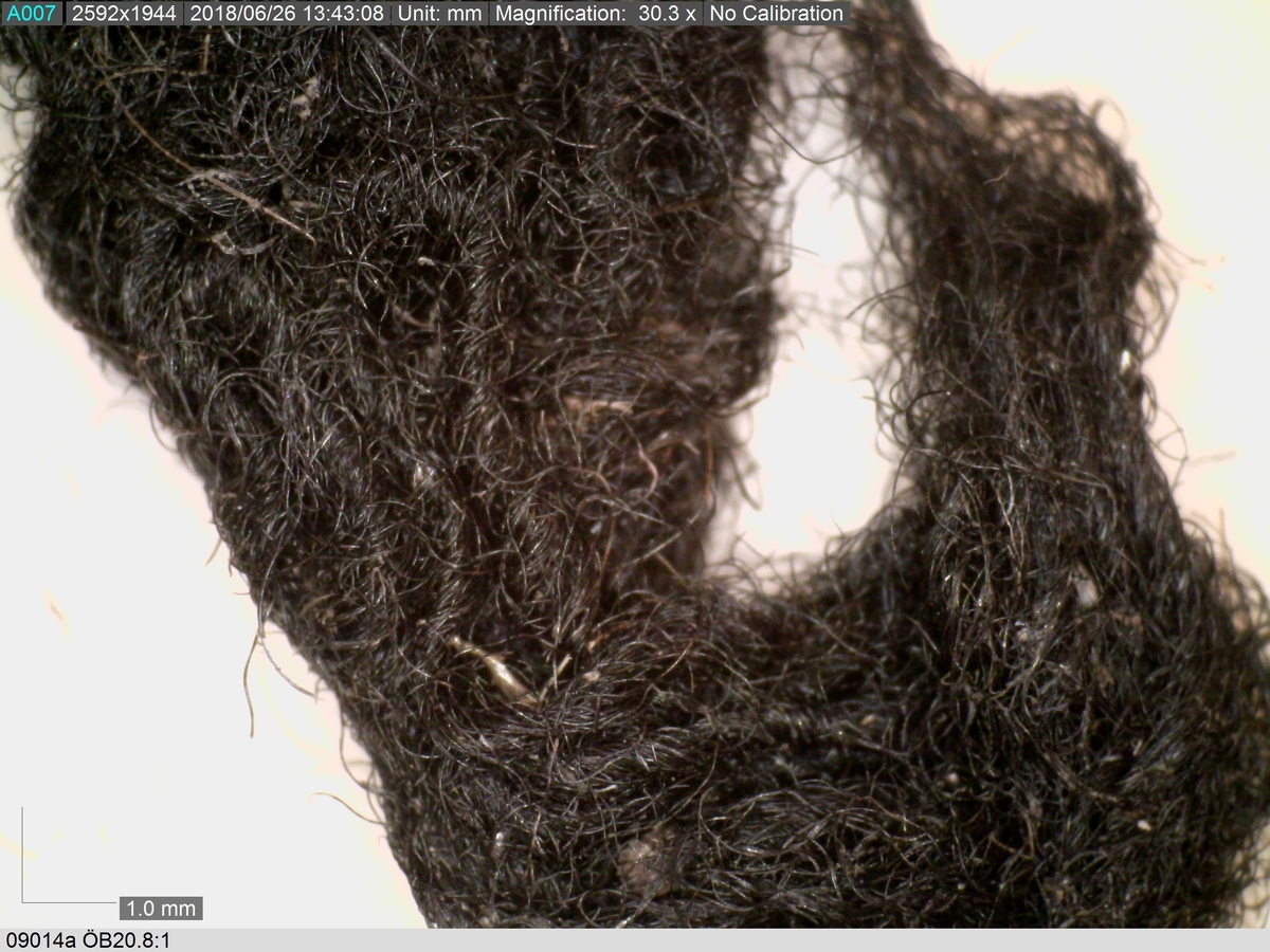 Textildokumentation 2018
Textil, fyndnumret består av mer än 50 st fragment uppdelade på 09014a-h.
Kontextgrupp ÖB20 (övriga fyndnummer i gruppen: 07732, 07762, 09228)
Relaterade fynd: Kontextgrupp ÖB17 och ÖB 18.
.
Fnr 09014a Typnr ÖB20.3:1
Sammanfattning - Ett textilfragment av ull vävt i tuskaft. Färgen är nu mörkbrun, fibrerna varierar i färg vilket tyder på att det är naturfärgad ull. Fibrerna är i vissa partier skadade på ytan och ser därför vita ut. Väven är tunn, jämn och fin och har inga spår av ytbehandling. Fragmentet har tre tillskurna kanter, två av dessa har spår av tre olika sömmar (söm 1: kvicksöm/förstygn). Formen tyder på att det är ett skört till en tröja. Andra delar: Jämför med 07726. 
.
Fnr 09014a Typnr ÖB20.4:1
Sammanfattning - Ett textilfragment av ull vävt i tuskaft. Färgen är nu mörkbrun, originalfärg okänd. I mikroskop ser tyget blåsvart ut. Väven är mycket jämn och slät. I sömsmånen på sida A finns bevarad lugg, på sida B är luggen så välbevarad att bindningen inte syns. Fragmentet har två tillskurna kanter med hål och avtryck av sömmar, även trådrester finns (söm 1: kaststygn - fälld kant, söm 2: ev förstygn - sammanfogande, söm 3: kaststygn - fälld kant). På sida B finns blåfärgad ull och silkesfibrer. 
.
Fnr 09014a Typnr ÖB20.5:1
Sammanfattning - Ett textilfragment av ull vävt i tuskaft. Väven är jämn och tät. En av kanterna är troligen tillskuren, inga sömrester finns. Tyget har inga spår av ytbehandling. På ytan finns en del bastfibrer. Relaterade fynd: Vävens struktur liknar ÖB20.4:1 men tygerna har ändå olika karaktär och detta fragment saknar lugg. 
.
Fnr 09014a Typnr ÖB20.6:1
Sammanfattning - Ett textilfragment av ull vävt i tuskaft. Färgen är nu brun, originalfärg är okänd men möjligen naturfärgad, fibrerna är mycket släta och varierar i färg från brun till nästan svart. Fragmentet är litet och mycket skadat, endast några få bindepunkter återstår vilket försvårar mätningar. 
.
Fnr 09014a Typnr ÖB20.7:1
Sammanfattning - Ett textilfragment av  ull vävt i tuskaft. Färgen är svartbrun, originalfärg okänd men möjligen naturfärgad då fibrernas färg varierar. Inga tydliga spår av ytbehandling. Väven är jämn men garnet är hårt spunnet vilket ger tyget en kypertkaraktär (falsk kypert). Fragmentet har inga tillskurna kanter eller sömmar. På ytan finns enstaka vita silkesfibrer.
.
Fnr 09014a Typnr ÖB20.8:1
Sammanfattning - Ett textilfragment av ull. Fragmentet är mycket litet och dåligt bevarat så bindningen är svår att avgöra, troligen 2/2 kypert. Färgen är svart, möjligen naturfärgad ull då fibrerna varierar något i färg. Tyget har ingen synlig ytbehandling. Garnet är hårt spunnet vilket ger tyget en speciell karaktär. 
.
Fnr 09014b Typnr ÖB17.1:8-11
Sammanfattning - Fyra textilfragment av ull vävt i tuskaft. Färgen är mörkbrun, originalfärg okänd men den bruna tonen slår mot röd. Tre av fragmenten har tillskurna kanter och spår av sömmar. Andra delar, som troligen kommer från samma tröja, är fnr 03261a och d, 09014h samt 09228a. 
Fragment ÖB17.1:9 - Fragmentet har två tillskurna kanter varav den ena har spår av en söm. Fragmentet är troligen sidostycket till en tröja. Den tillskurna kanten har då varit monterad mot tröjans bakstycke och bör ha hört samman med fyndnummer 03261d, vilket är ett bakstycke till en tröja.
Fragment ÖB17.1:10 - Fragmentet är mycket skadat men är troligen av typen ÖB17.1. Formen är densamma som för del av fragment ÖB17.1:9 och kan därför vara en dubblering av detsamma, alternativt det motstående sidostycket.
.
Fnr 09014c Typnr ÖB20.9:1-19
Sammanfattning - Nitton textilfragment av ull vävt i tuskaft. Färgen är brun, originalfärg okänd. Sida B har en kort tät lugg som döljer bindningen. På sida A finns ingen lugg och bindningen är synlig. Fjorton av fragmenten har tillskurna kanter och sömmar. Tre av fragmenten har sydda knapphål. Flera fragment är dräktdelar, till exempel finns en fragmentarisk krage. På ytan på flertalet fragment finns fibrer i flera klara färger, till exempel rosa, röd och blå. Vita fibrer finns i stor mängd, kan vara recenta.

Fragment ÖB20.9:1 - Fragmentet har flera tillskurna kanter med avtryck och hål efter olika typer av sömmar (söm 1: ev. sammanfogande, söm 2: kaststygn - fåll, söm 3: kaststygn - sammanfogande, söm 4: kaststygn - sammanfogande, söm 5: osäkert, söm 6: osäkert), trådrester finns. Kanterna och sömmarnas karaktär gör att sida A bedöms vara plaggets rätsida/utsida. Några hål som ej är stygnhål men kan vara original finns. I fragmentet sitter fast två stycken silkestrådar (söm 7: silkestråd med knut, fäst i tyget, söm 8:  silkestråd med ögla, fäst i tyget). Det är samma typ av tråd som knapphålen på fragment ÖB20.9:2 är sydda med. På sida A finns ett område med extra mycket korrosion och även en långsmal vitaktig avlagring.

Fragment ÖB20.9:2 - Fragmentet har inga bevarade tillskurna kanter, dock finns en någorlunda välbevarad rad med knapphål. Samtliga knapphål är trasiga i ena sidan så deras ursprungliga storlek går ej att avgöra. Knapphålen är sydda med knapphålsstygn i silkestråd och sitter med 13-15 mm mellanrum (c/c mått). Det tvärställda tränsen består av ca 10 stygn och syns ej på sida B, tränsens knutar sitter vända från knapphålet. På sida B anas rester av bastfiber under knapphålsstygnen, troligen från en dubblering av tyget eller ett foder. 

Fragment ÖB20.9:3 - Fragmentet har fyra stycken knapphål, varav ett är helt. Knapphålen är skurna på skrådden. Eventuellt finns spår av en söm längs en del av kanten. Knapphålsstygn och trådrester är mycket fragmentariska.

Fragment ÖB20.9:4 - Fragmentet har tre stycken knapphål.  Knapphålen är sydda med knapphålsstygn i silkestråd. Knapphålens längd är 19-20 mm och de sitter med 18-22 mm mellanrum (c/c mått). Eventuellt är fragmentets ena kant en sömsmån, kan ha varit monterad mellan andra tyglager (kanten har avvikande färg). Under knapphålsstygnen på sida B finns rester av annat material, eventuellt bastfiber. Bastfibrer finns också utspridda över ytan på sida B, kan vara rester av en dubblering till tyget eller ett foder, se fragment 9:2. På sida A finns avlagringar och korrosion. 

Fragment ÖB20.9:5 - Fragmentet har bristningar i tyget som ser ut som knapphål, dock finns inga rester av stygnhål eller tråd. Fragmentets ena kant är troligen en sömsmån, kan ha varit monterad mellan andra tyglager (kanten har avvikande färg). Enstaka spår av söm och tråd finns längs kanten (söm 1), dessa är mycket otydliga. På fragmentets andra (mycket trasiga) kant finns ett mycket tydligt stygnhål. Fragment 9:4 och 9:5 ser ut att kunna höra ihop, dock går trådsystemen åt olika håll så det är inte fallet.

Fragment 9:6-9 - Till det stora fragmentet 9:6 hör det lilla lösa fragmentet 9:7. I fragment 9:6 sitter två fragment fastsydda, 9:8 och 9:9. De sammansydda fragmenten har tre tillskurna kanter och spår av minst fem sömmar (söm 1: kaststygn, söm 2: förstygn el. liknande - sammanfogande, söm 3: kaststygn, söm 4: sammanfogande, fäster ihop 9:6 med 9:8 och 9:9, söm 5: två stygnhål), trådrester finns. Det är troligt att 9:8 och 9:9 är delar av samma tillskurna bit, och att den utgjort en dubblering till 9:6 (inklusive 9:7). Den tillskurna formen ser ut att vara en krage. Fragmentet skulle då vara en halv krage, bevarad från framkant till nästan mitt bak. På sida A finns en beläggning på delar av ytan. På sida B finns en mängd fibrer i klara färger: blå, vit, rosa, tegelröd, orange, karminröd, grön, mörkgul och grå. fibrerna ligger ytligt med nästan samtliga sitter delvis fast i tygets lugg eller har en eller båda ändar nere i vävens bindning. Fibrerna bör därför vara ursprungliga. Sida A har en mindre mängd av nämnda fibrer, mest förekommande på ytan av fragment 9:8 och 9:9.

Fragment ÖB20.9:10 - Fragmentet har två tillskurna kanter. Dessa är invikta mot sida B som en 6-7 mm bred fåll som är fastsydd med kaststygn, trådrester finns (söm 1 och 2). Fragmentet kan vara ett skört till en tröja. På båda sidors yta finns fibrer i klara färger: grå, ljusblå, orange, orangebrun, vitgul, blå svart, vit, röd, korallröd och rosa.

Fragment ÖB20.9:11 - Fragmentet har tre tillskurna kanter med sömmar. Två av kanterna är invikta och fastsydda mot sida B, som fållar (söm1: kaststygn - fåll, söm 2: kaststygn - fåll). Stygnen går ej igenom till sida A men sömmen syns som bucklor i fragmentets yta. Söm 3 längs den tredje kanten har troligen varit en sammanfogande söm sydd med kaststygn. Stygn och trådrester finns bevarade från samtliga sömmar. Under fållen vid söm 1 finns ett litet fragment av en annan textiltyp. Troligen ursprungligen en dubblering eller liknande. Fragmentet är ca 10x5 mm stort och har fått typnummer ÖB20.16:1. På ytan på sida B finns enstaka bastfibrer.

Fragment ÖB20.9:12 - Fragmentet har två tillskurna kanter med sömmar (söm 1: ev kaststygn, söm 2: osäker). Vid söm 2 är sömsmånen vikt mot sida B. Vid söm 1 är kanten inte vikt. Fragmentet har samma form som ÖB20.9:6, "kragen".

Fragment ÖB20.9:13 - Fragmentet har två tillskurna kanter med sömmar (söm1: sammanfogande, söm 2: osäkert). De två övriga kanterna är eventuellt också de tillskurna men spår av eventuella sömmar är för otydliga. Enstaka fibrer med klara färger (rosa, blå, vit) finns på båda sidor, fler på sida B. Vid söm 2 finns på ett ställe en fiberknippa som kommer upp ur vävens bindning, kan vara rester av en tråd och är eventuellt halsplat silke. 

Fragment ÖB20.9:14 - Fragmentet har en tillskuren kant med söm (söm1: ev sammanfogande). I stygnhålen finns rester av tråd.
.
Fnr 09014c Typnr ÖB20.10:1
Sammanfattning - Ett textilfragment av ull vävt i tuskaft. Färgen är brun, originalfärg okänd. Sida B har en kort och tät lugg, bindningen syns bara på sida A. Längs ena kanten finns tre stycken tydliga hål. Hålen är gjorda med ett verktyg som skär av fibrerna snarare än tränger undan dem.
.
Fnr 09014c Typnr ÖB20.16:1
Sammanfattning - Fragmentet är mycket litet och sitter inuti den invikta fållen på fragment 09014c ÖB20.9:11, det sticker bara fram någon millimeter. Fragmentet är mycket skört. Bevarandegrad och storlek gör mätningar svåra. Det är olika garn i trs 1 och trs 2. Sida B är täckt av en lugg, på sida A syns bindningen, om än fragmentariskt.
.
Fnr 09014d Typnr ÖB18.16:2-8
Ej dokumenterad
.
Fnr 09014d Typnr ÖB20.11:1-2
Ej dokumenterad
.
Fnr 09014e Typnr ÖB20.12:1-4
Sammanfattning - Fyra textilfragment av ull vävt i tuskaft. Färgen är brun med inslag av täckhårsfibrer i en mörkare brun färg, originalfärg okänd. Fragmenten är mycket fragmentariska med trs 1 bättre bevarat än trs 2. Enbart på en del av fragment ÖB20.12:1 finns trs 2 samt bindningen bevarad. Utspridda över tygets yta finns grova bastfibrer samt korrosionsfläckar. 
.
Fnr 09014f Typnr ÖB20.13:1
Sammanfattning - Ett textilfragment av ull vävt tuskaft. Färgen är mörkbrun, fibrerna varierar mellan ljus och mörk brun. Originalfärg okänd, möjligen naturfärgad ull. Garnet är hårt spunnet vilket ger väven en särskild karaktär, sida A har en mer strukturerad ytan än sida B. Fragmentet har inga tillskurna kanter. På sida A finns enstaka röda och gulgröna silkesfibrer, samt bastfibrer. På sida B finns enstaka blå, vita och rosa silkesfibrer.
.
Fnr 09014g Typnr ÖB20.14:1-3
Sammanfattning - Tre textilfragment av ull och bastfiber vävt i tuskaft. Färgen är beige för bastfibern (trs 1) och svartblå för ullen (trs 2). Trs 2 är mycker grövre än trs 1. Trs 1 är nästan helt försvunnet. Två av fragmenten har tillskurna kanter och ett har spår av en sömsmån. På ytan av fragmenten finns en stor mängd bastfiber samt en vit/rosa tuss med silke. På fragment 14:2 finns några intensivt blå ullfibrer.
.
Fnr 09014h Typnr ÖB17.1:12-13
Sammanfattning - Två textilfragment av ull vävt i tuskaft. Färgen är brun, originalfärg okänd. Det större fragmentet är tillskuret och har spår av sömmar. Fragmentet är en ensömsärm med sömmen placerad mitt bak på ärmen. På ytan finns stora rostfläckar. Andra delar: Hör troligen (trots färgskillnad) till skelettet Beatas tröja, se fnr 03261a-d, 09228a, 09014b och h.
