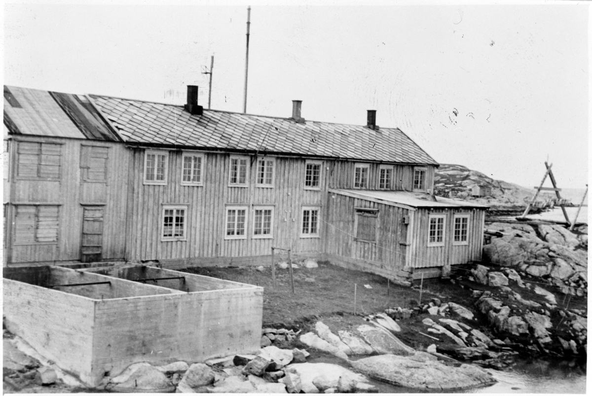 Skanklåna på Husøya, Halten. Frøya.