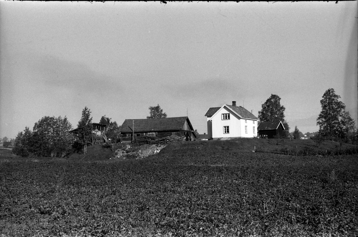 Møllerhaugen som ligger mellom Majer og Kloppen i Østre Toten. Bildet er fra høsten 1955.