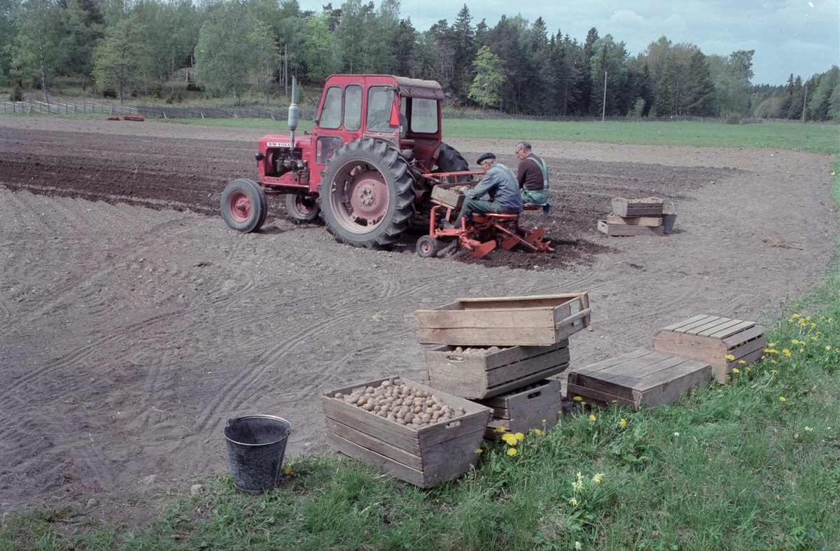 Lantbrukare Arvid och Birger Mattsson sätter potatis, Lönnholmen, Gräsö socken, Uppland 1994 - 1995