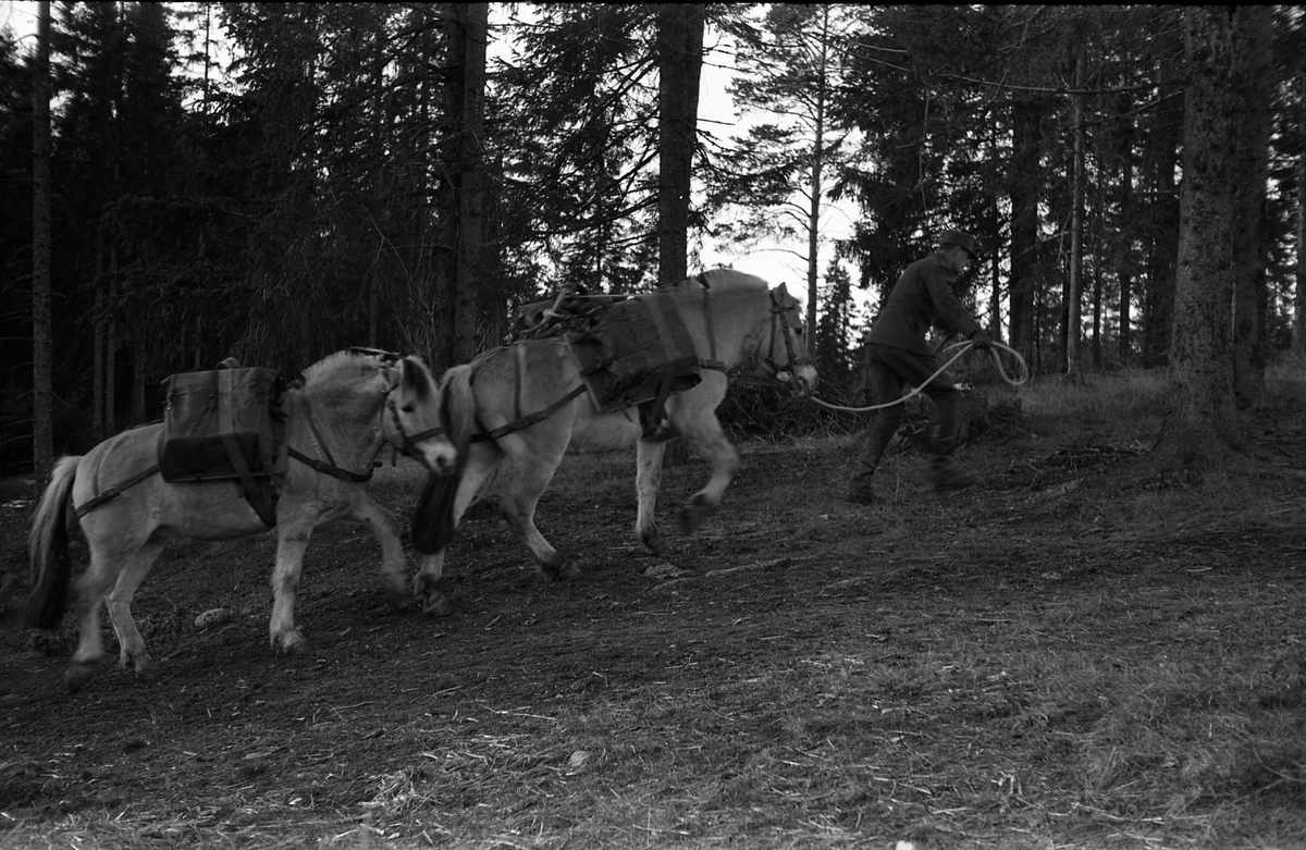Ti bilder fra Hærens Hesteskole på Starum november 1955. Kløv med fjordinger i til dels ulendt terreng. Soldatene er ikke identifisert.