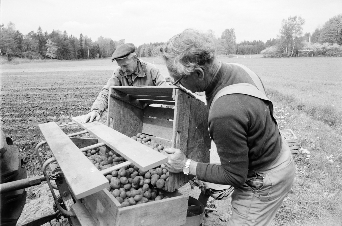 Lantbrukare Arvid Mattsson och okänd man sätter potatis, Lönnholmen, Gräsö, Uppland 1995