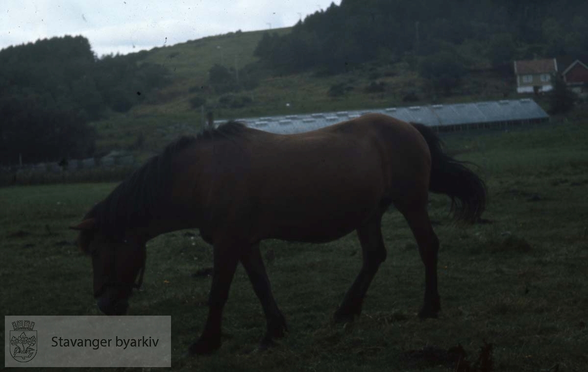Hest ved Ullandhaug