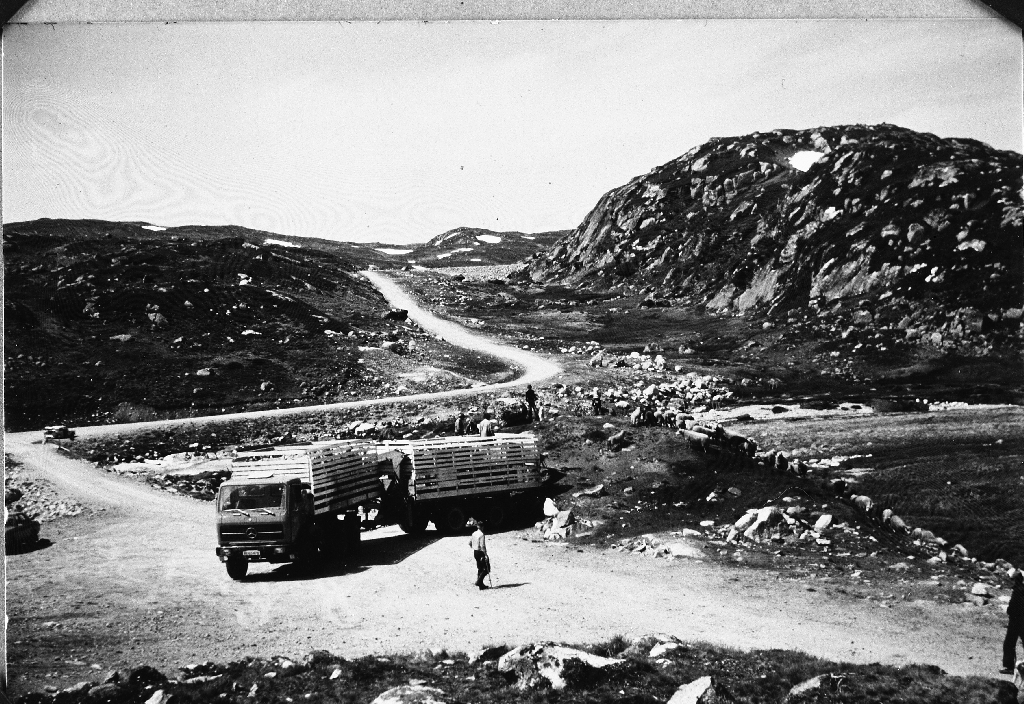 Leverer sauer som skal på heiebeite ved Roskreppfjorden i Sirdal med lastebil og hengar. Bilen er ein Mercedes 1977 mod.