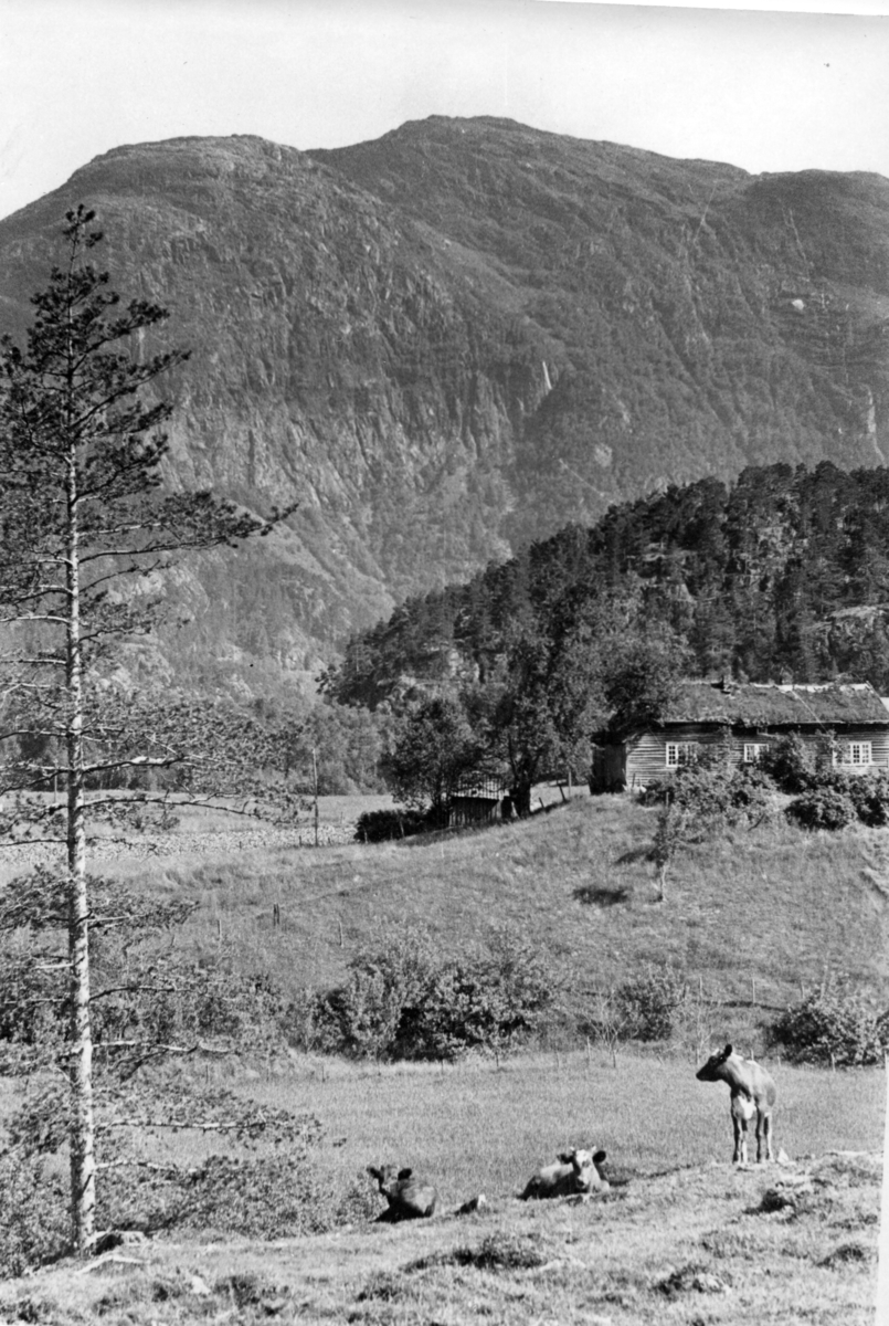 En gård på Tjøstheim ved Suldalslågen. På bilde nr. 2 står noen kalver i forgrunnen.