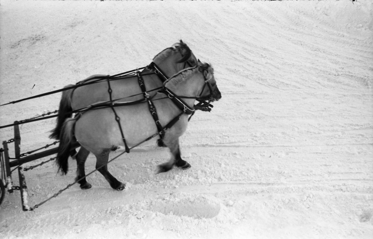 Hestespann på Starum ca. årsskiftet 1957/1958. Fire bilder.