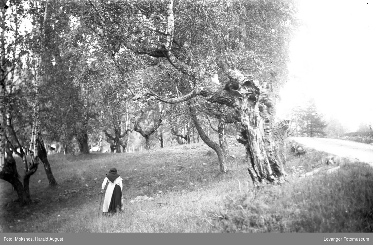 Kvinne med stokk vandrer i parklignende skog, kanskje trær brukt til lauving.