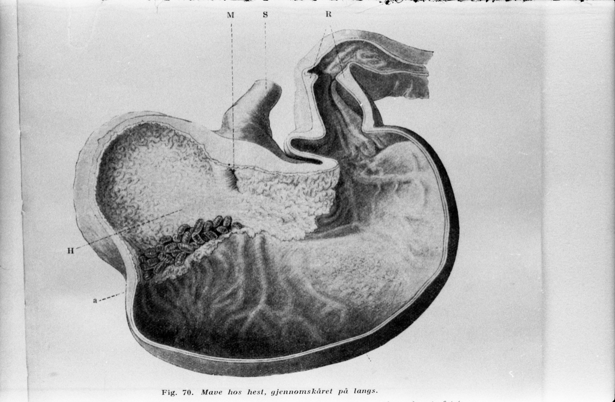 Tegninger av hests anatomi og indre organer avfotografert fra bok eller annen type trykksak. Serie på 12 bilder.