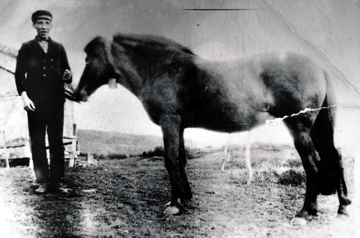 Johannes Hofsøy med hesten. Senja 1933