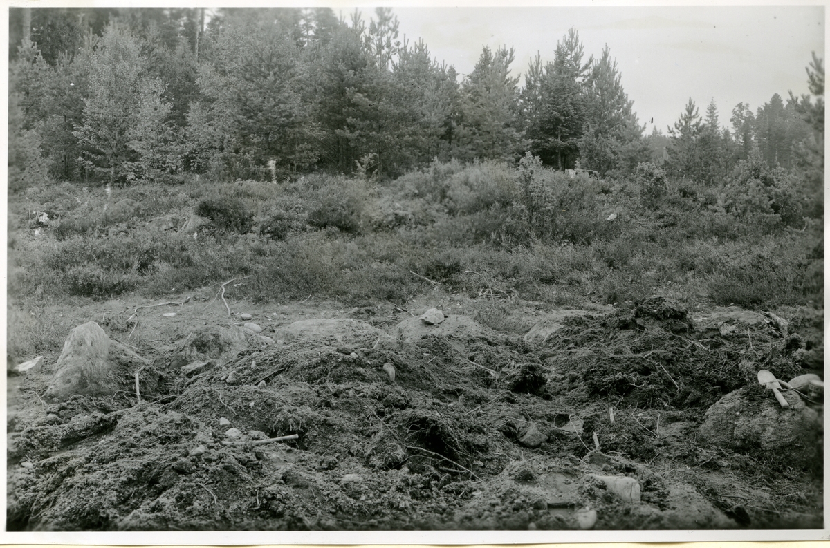 Hubbo sn, Alvesta.
Alvesta nr 3, fornlämningar nr 8, 9, 13 9 och 16 från nordväst före undersökningen, sedan skymmande träd och buskar borthuggits. 1951.