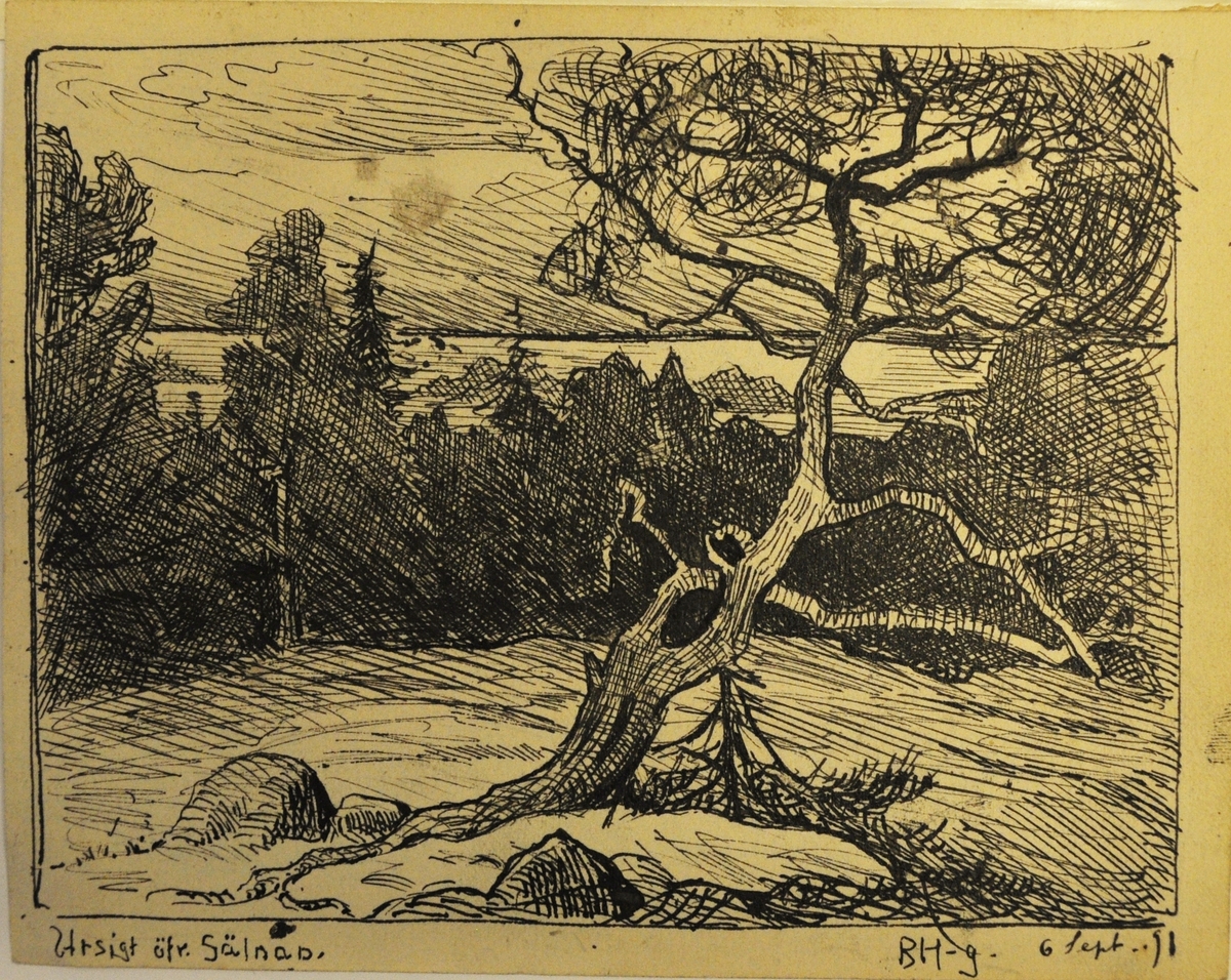 Tuschteckning med ett träd i förgrunden samt träd och hav i bakgrunden.