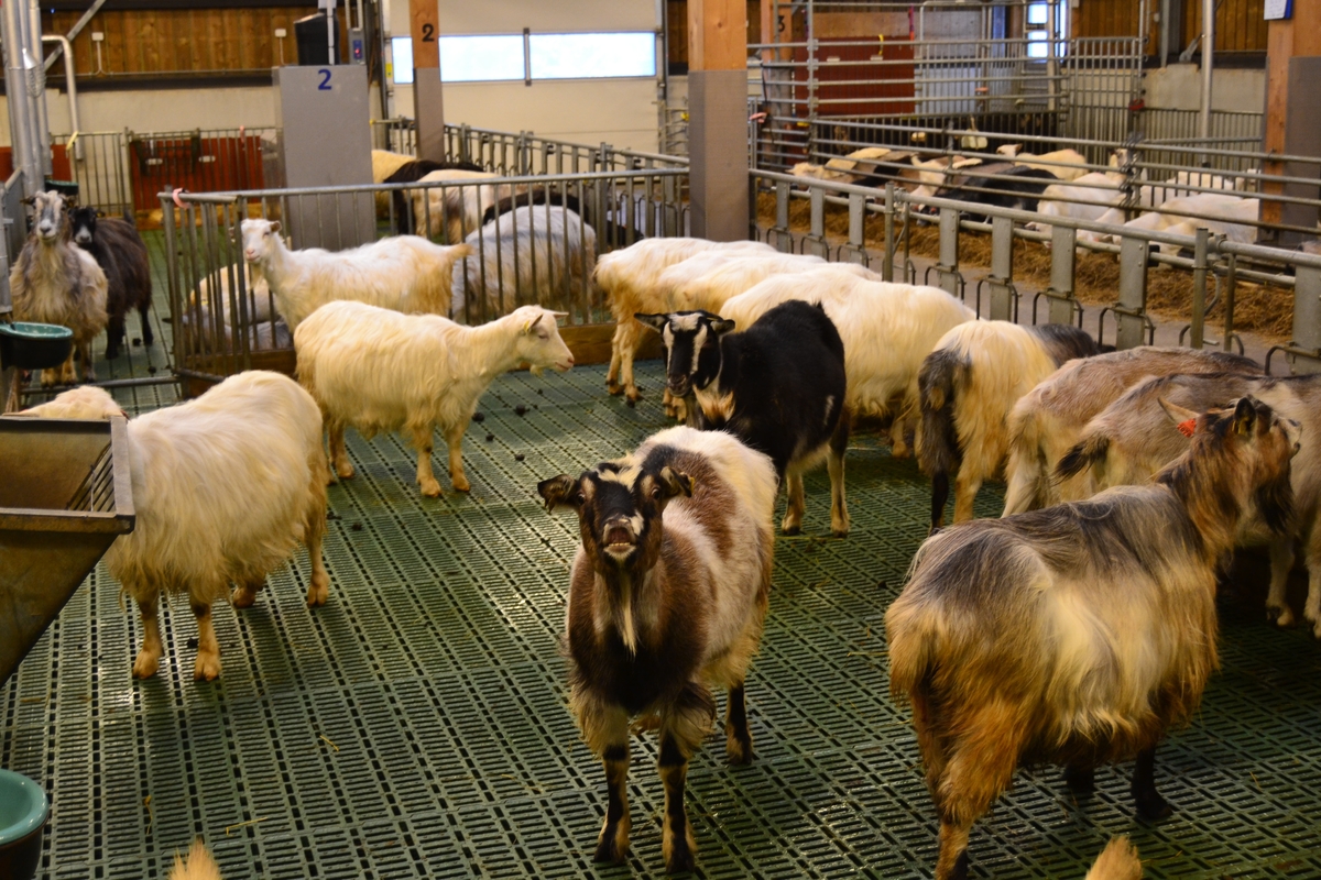 Tur for ansatte ved NMBU (Norges miljø- og biovitenskapelige universitet) til Ås for å bli kjend med NMBU og det dei arbeider med på Ås. Dei såg på sauar, geiter, kyr, fór og fóringsmaskiner.