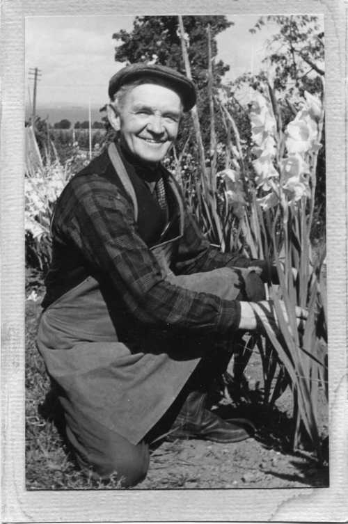 Trädgårdsmästare Edvard "Vitenisse" Nilsson sitter på knä i en blomsterodling. Han bär keps, rutig skjorta, slips väst och förkläde. Stövlar på fötterna.