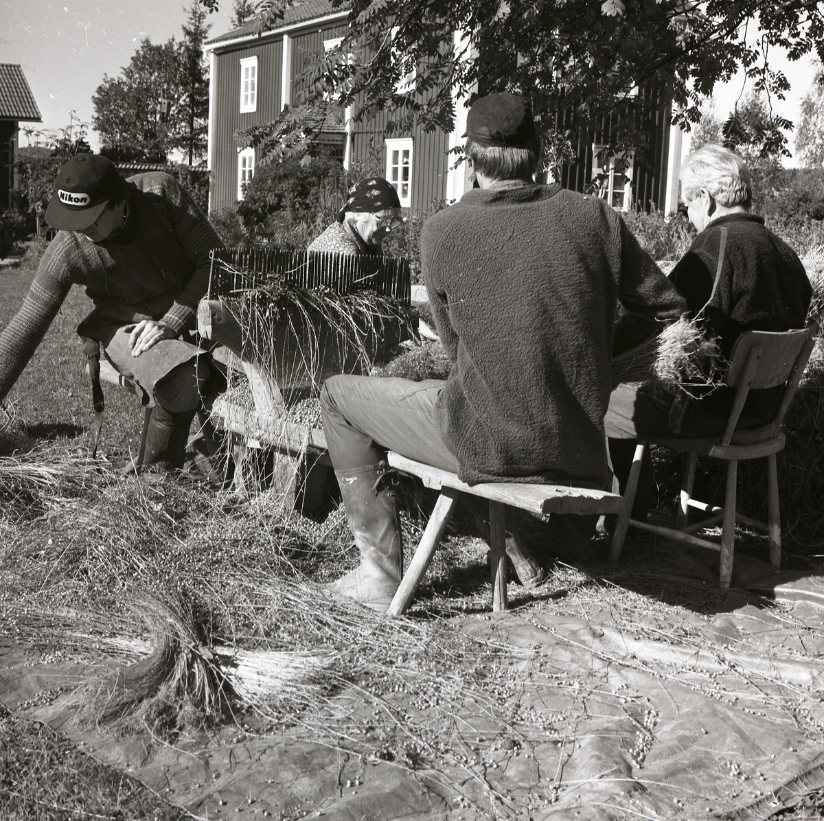 Fyra personer arbetar med linrivning och knoppstrykning på gården Sunnanåker den 21 september 1985.