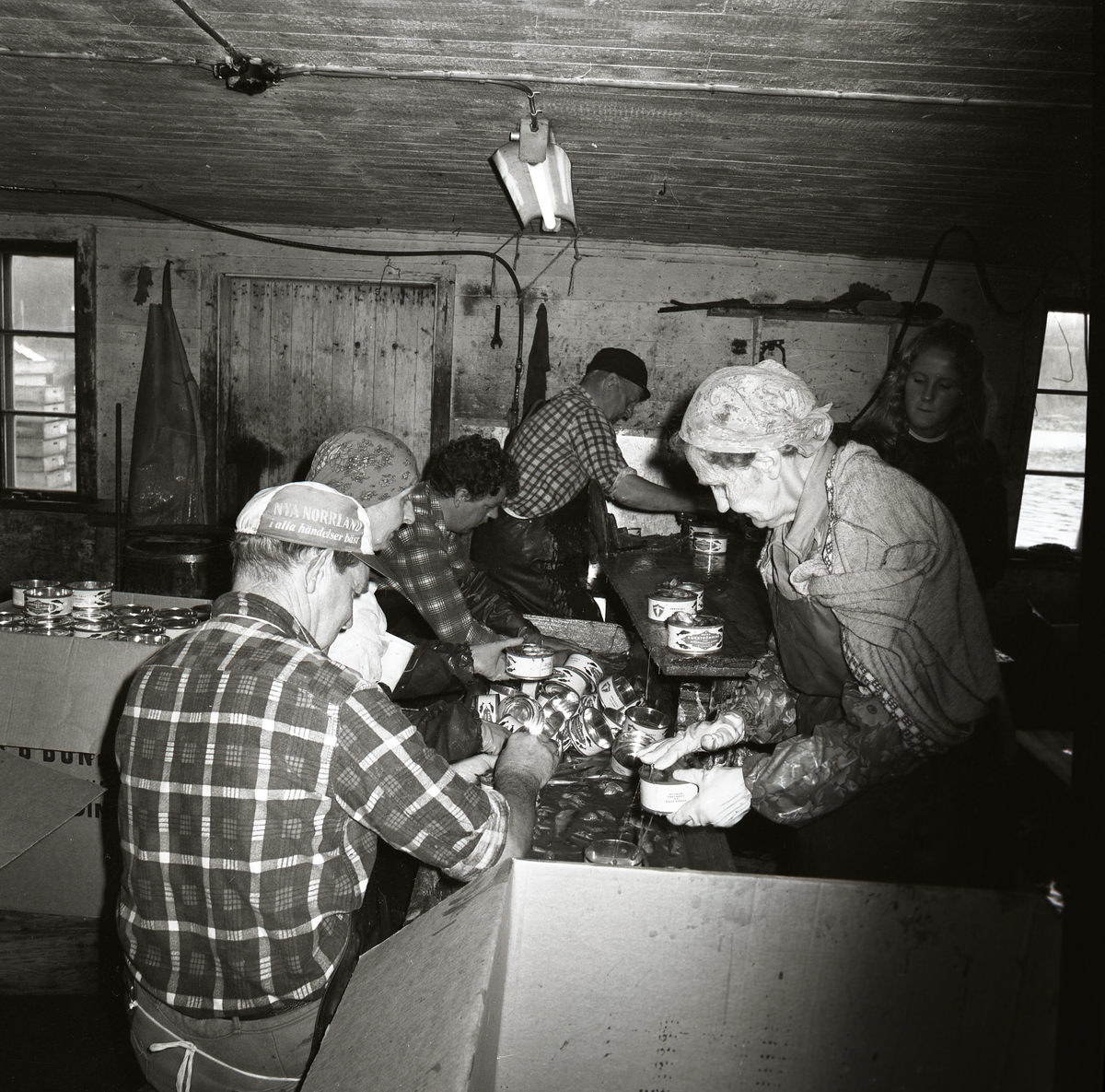 Personer arbetar med Röda Fiskens Surströmming på Ulvön i Örnsköldsvik, augusti 1970.