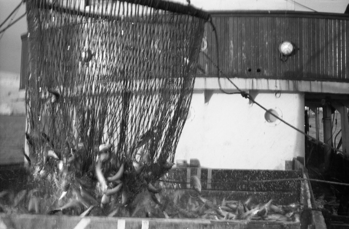 Serie på 10 bilder fra et fiskefelt, trolig sildefiske med not. Bildene er tatt av en person ombord i ei skøyte som trolig heter KIDD, og viser ulike faser i fangstprosessen. Hvor bildene er tatt er ukjent. Ingen av personene, er identifisert.