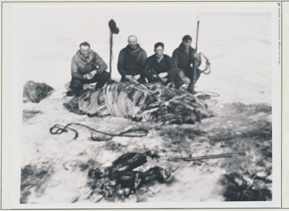 Mannskap fra M/S "Nordbjørn" på isen, med en del selskinn.1955.