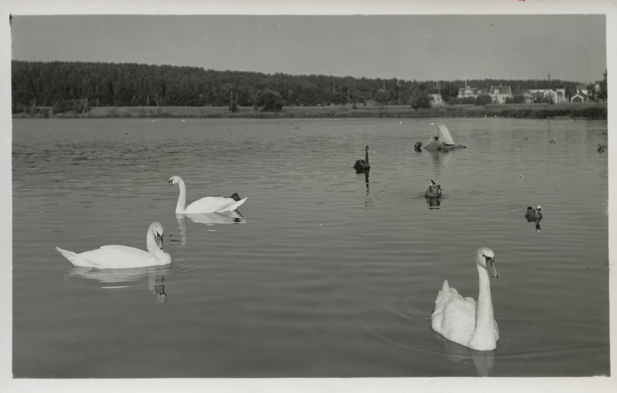 Fåglar i  Lillfjärden, Hudiksvall.