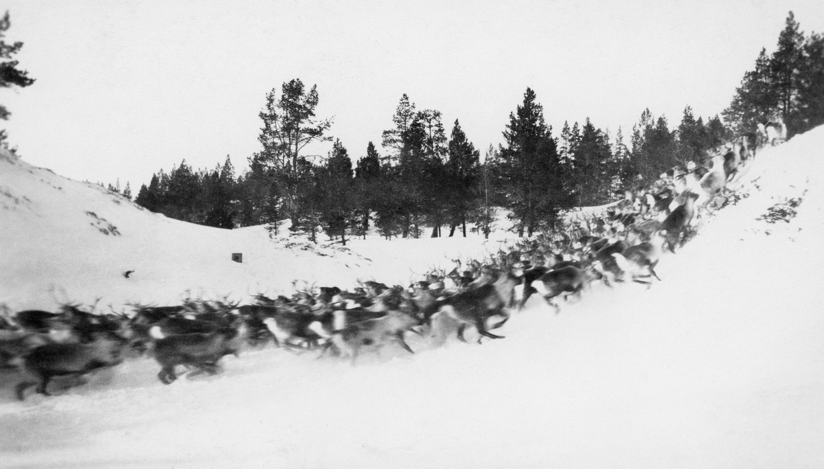 Reindyrflokk løper gjennom dalsøkk.  Fjellfuruskog i bakgrunnen.  Vinteropptak. 