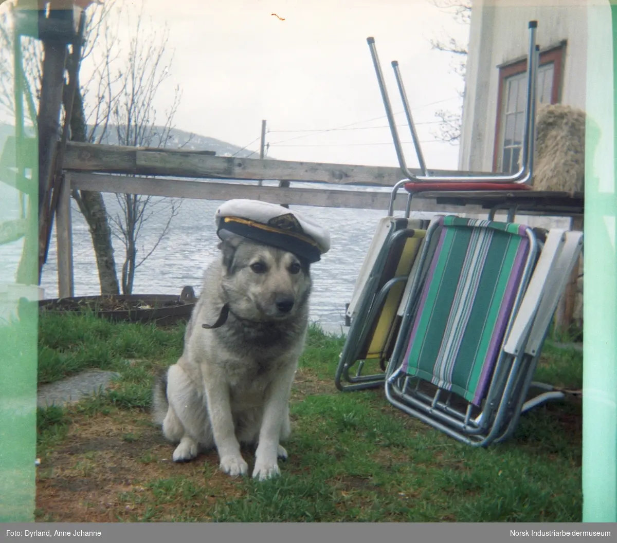 Hund med kapteinlue ved siden av klappstoler på gården Skinnarland, Møsstrond
