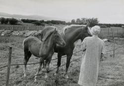 Celine Korvanen med hesten Luna og føllet Liisu/Liso som til