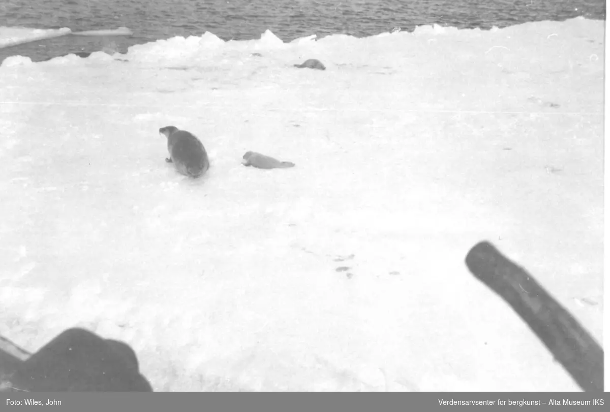 Vesterisen 1963-64. 3 sel på ett isflak i havgapet.