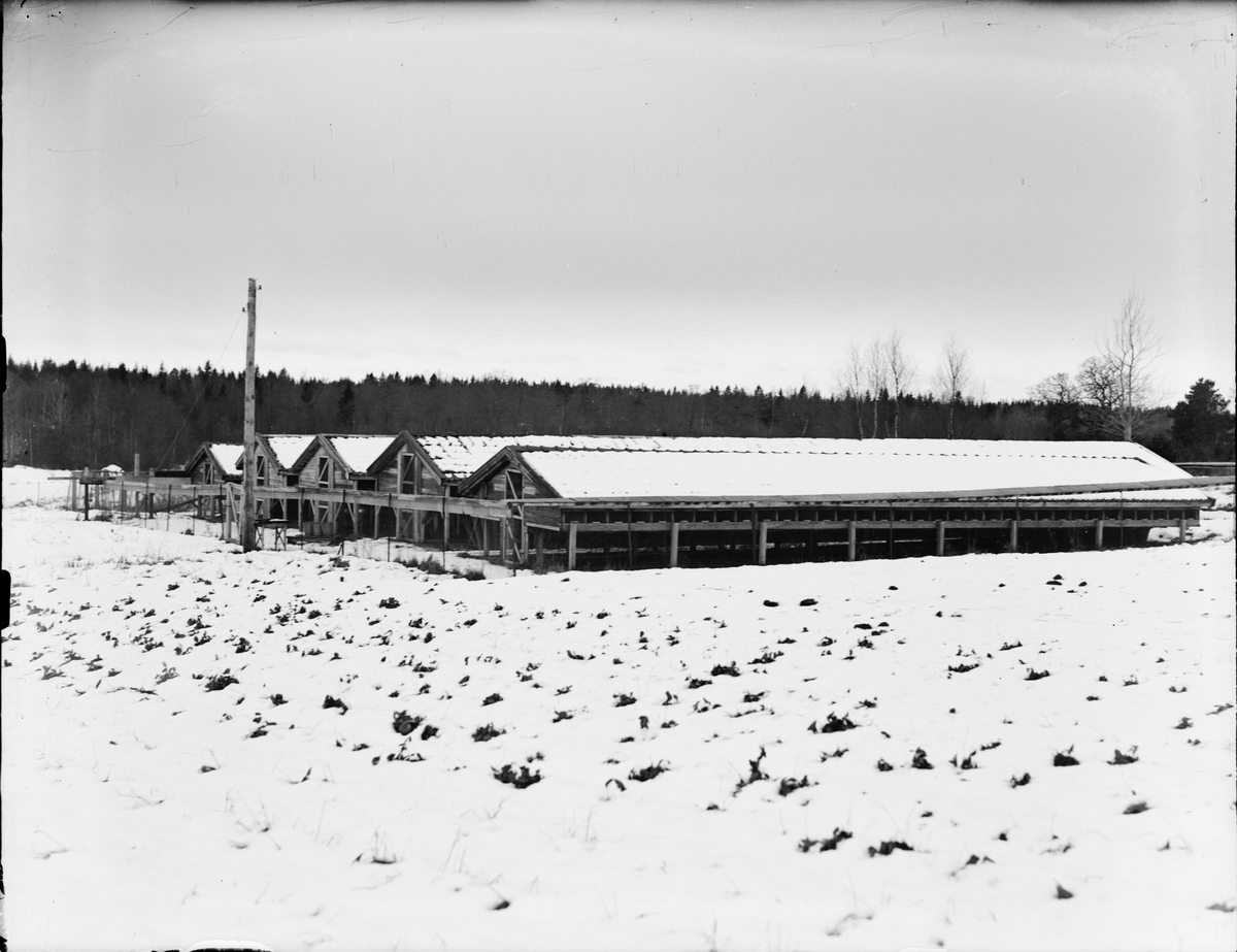 Viktor och K-G Forsmans Pälsfarm vid Snesslingeberg, Uppland