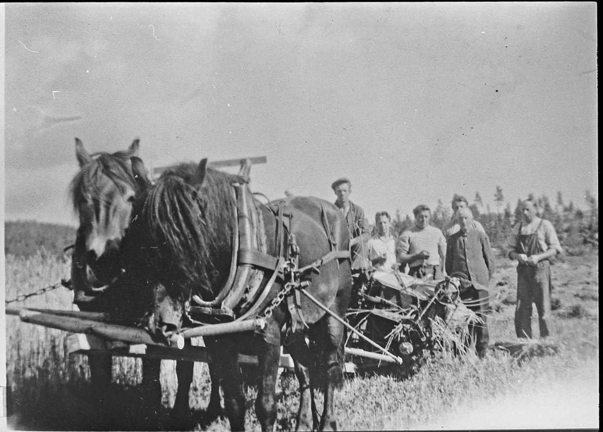 Skuronn på Østre Blegeberg, ca. 1945. Sjølbinder dratt av to hester. Jørgen Ravnås, Olav Gunnerud, Arne Albjerk, Nils O. Albjerk (bak), Ole N. Albjerk, Gunvald Albjerk