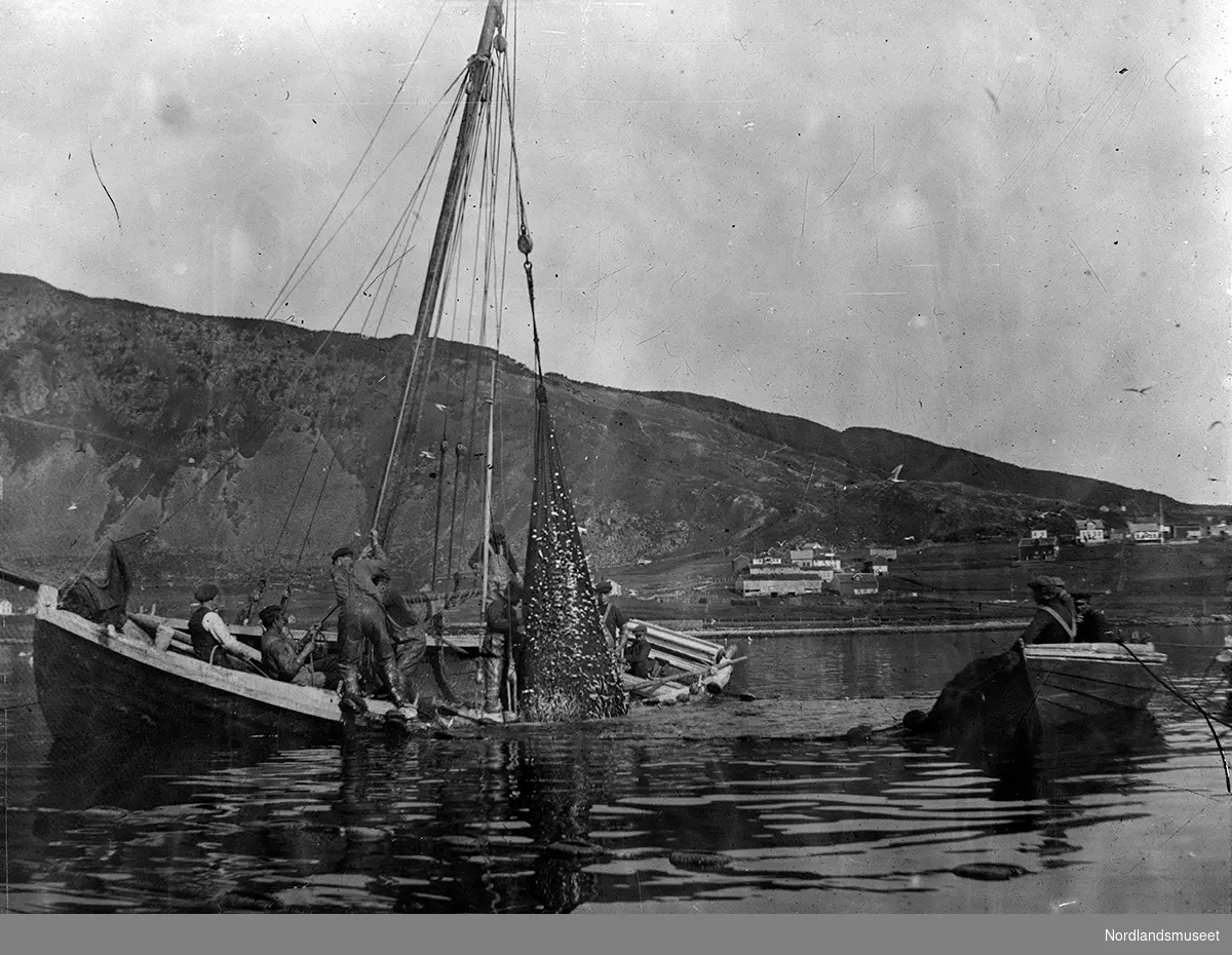 Sildefiske med not fra båt på en fjord. Kan være fra Korsnes. Noen menn ombord i båten til venstre holder på med å heise opp ei sildnot. Noen menn i en robåt til høyre. Noen hus i bakgrunnen.
