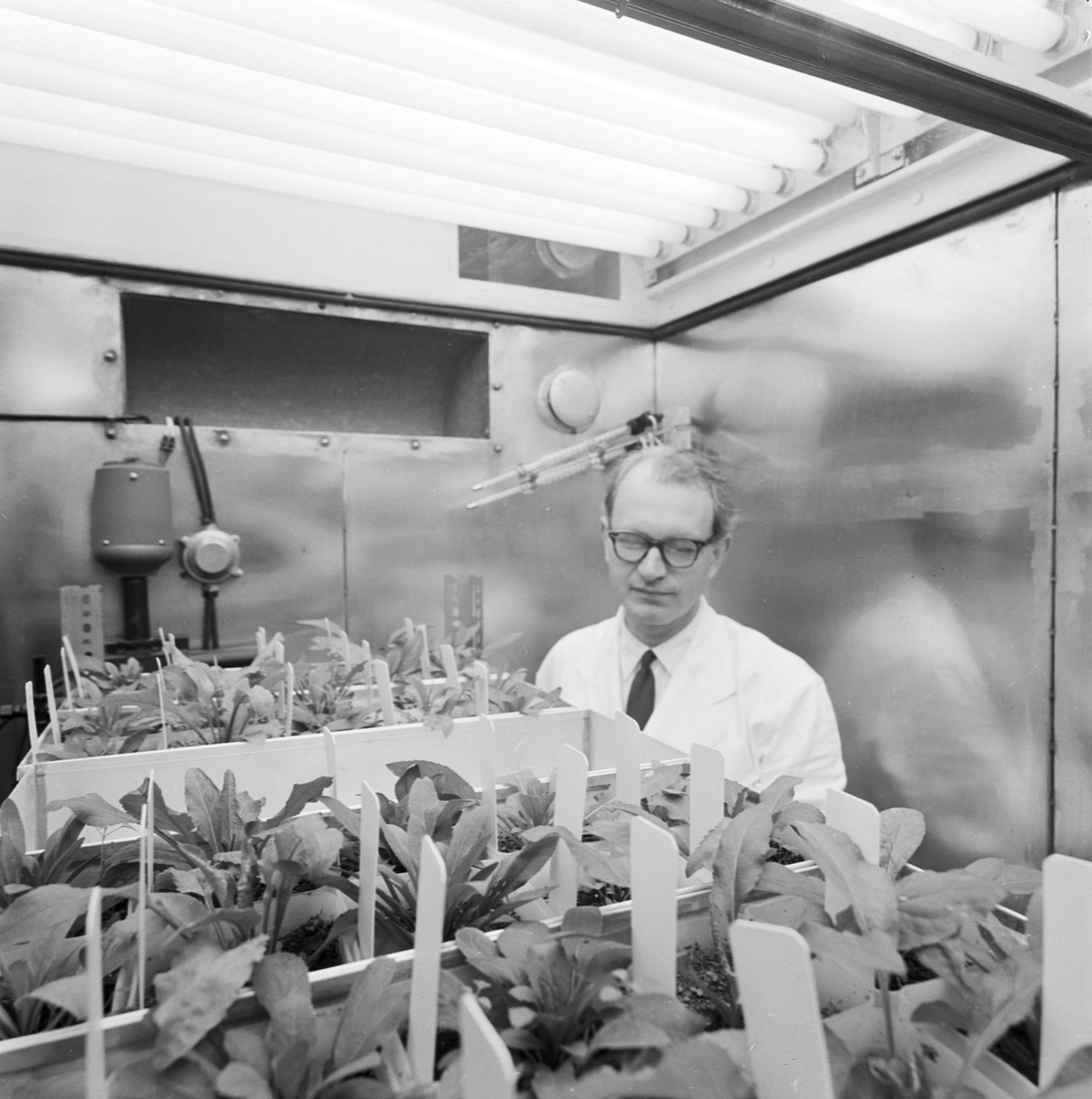Institutionen för fysiologisk botanik, docent Axel Nygren visar växter, Uppsala, september 1958