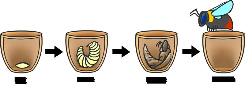 Illustrasjon av humlens livsstadier. Først som egg, så som larve, så som puppe og til slutt voksen individ.